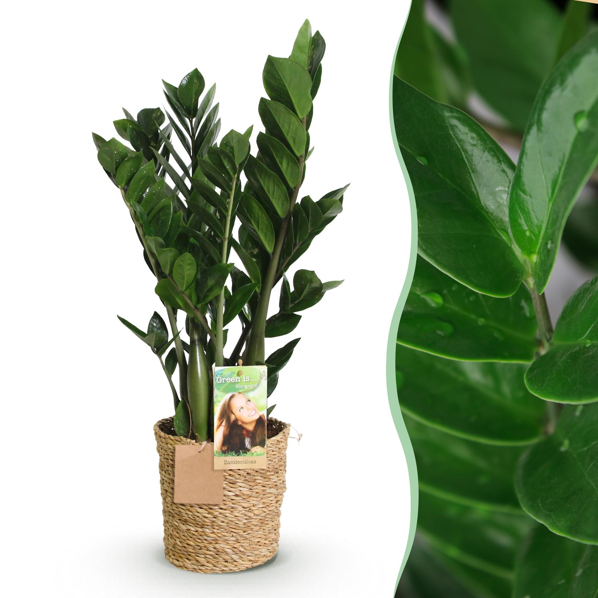 Green boutiQ | Zamioculcas (ZZ-Pflanze) im Style-Korb – Die Ultimative Pflegeleichte Zimmerpflanze 🌱💚 - ES+