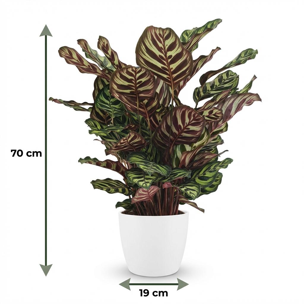 Green boutiQ | Pfauen-Korbmarante Calathea Makoyana – Tropischer Luxus im Weißen Topf 🌿💜 - ES+
