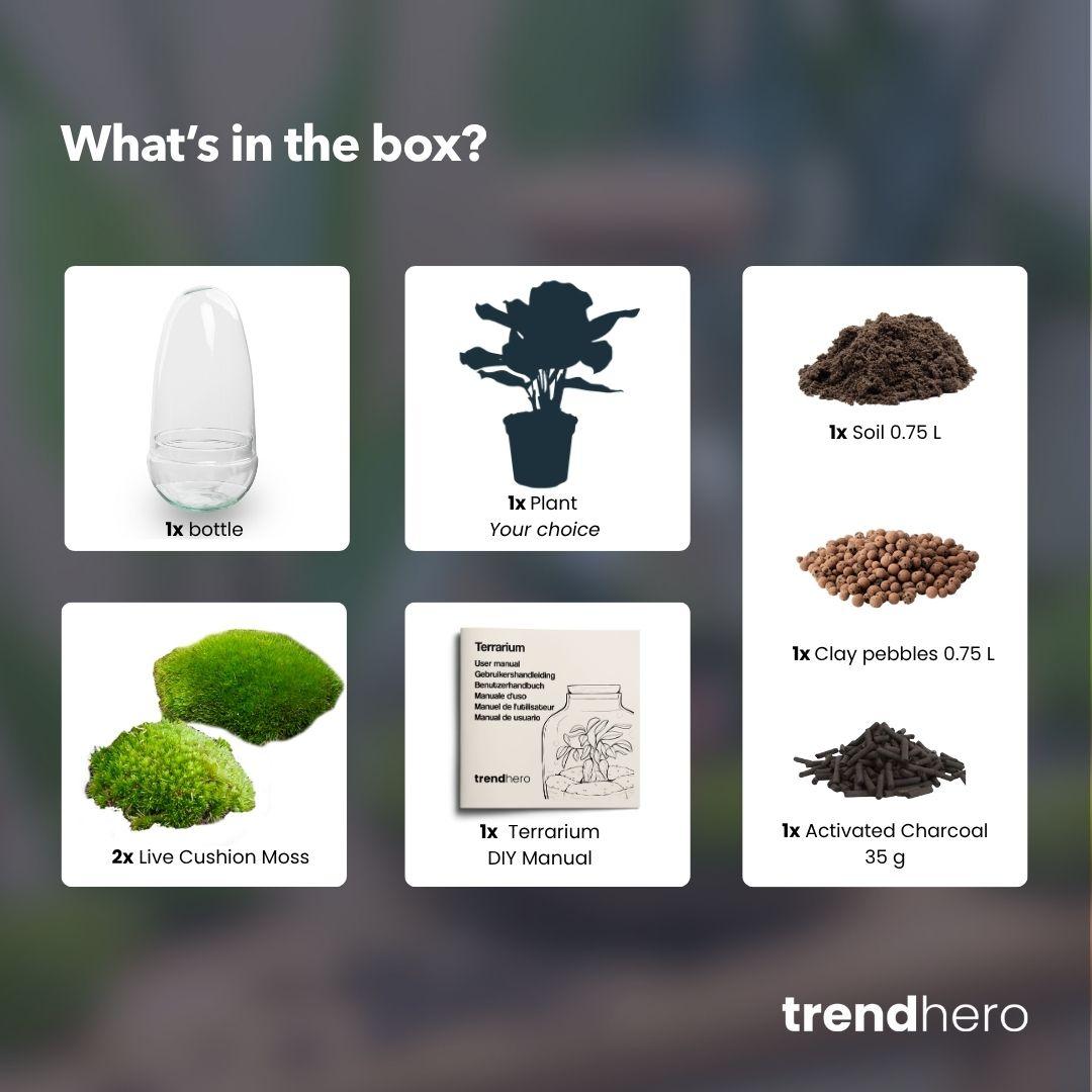 Flaschengarten DIY Set 'Egg Bonsai' – Ihr autarkes Mini-Biotop mit Ficus Ginseng  🥚🌳 - ES+