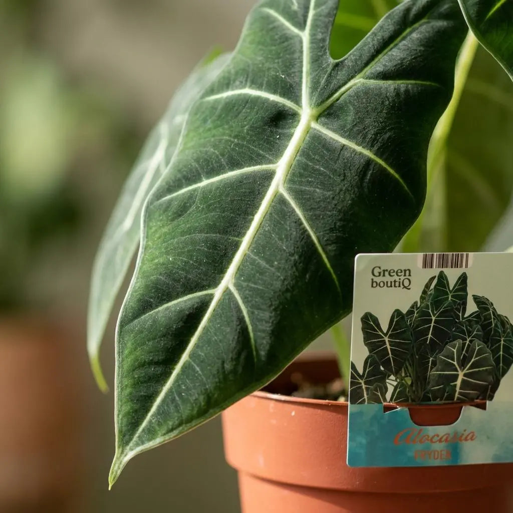 Green boutiQ | Samtiges Elefantenohr – Alocasia Frydek für Luxuriöses Tropen-Flair 🐘💚 - ES+ Everspring