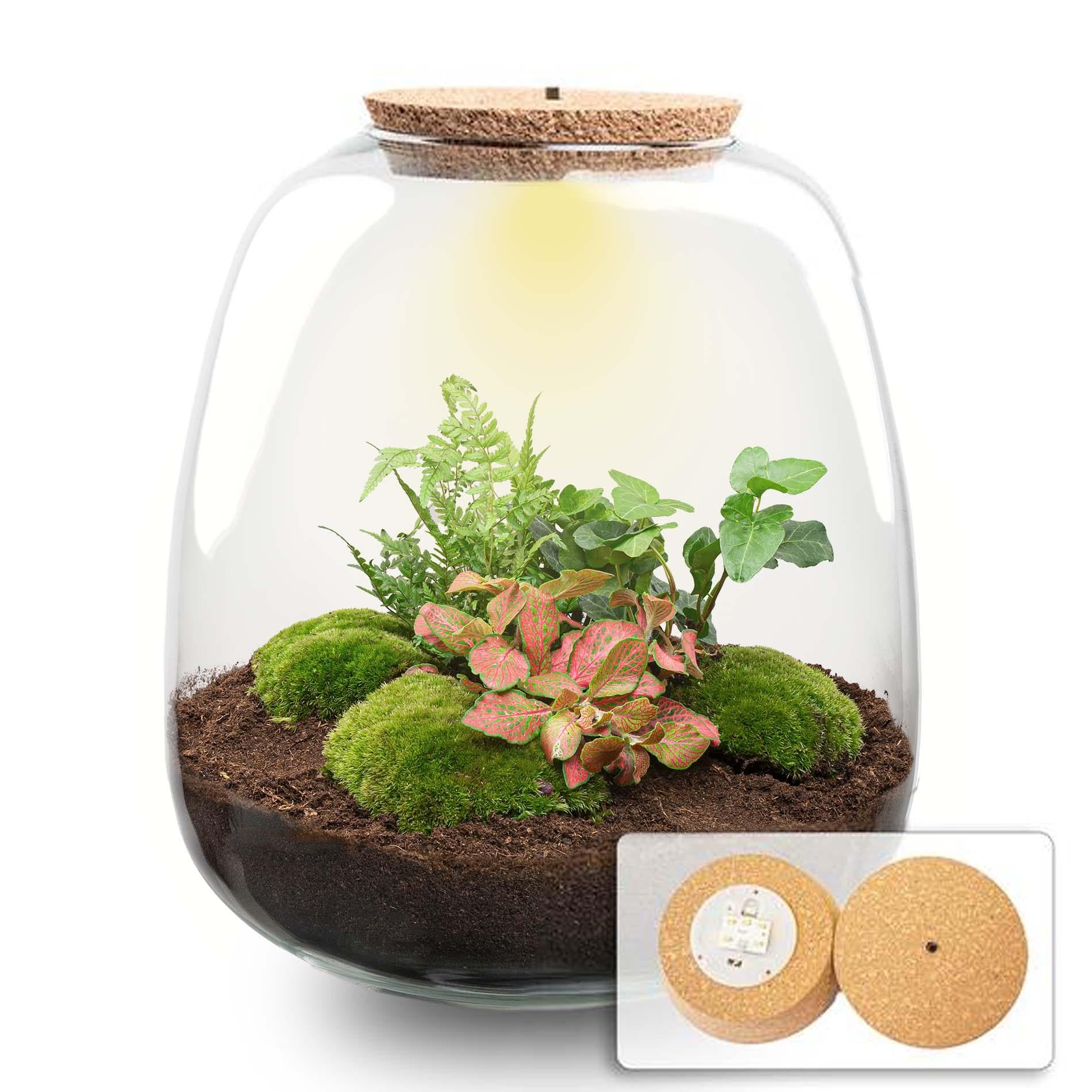 Pflanzen Terrarium DIY-Set 'Emma' mit LED-Licht – Dein autarker Mini-Dschungel Hedera Red 🌿 - ES+