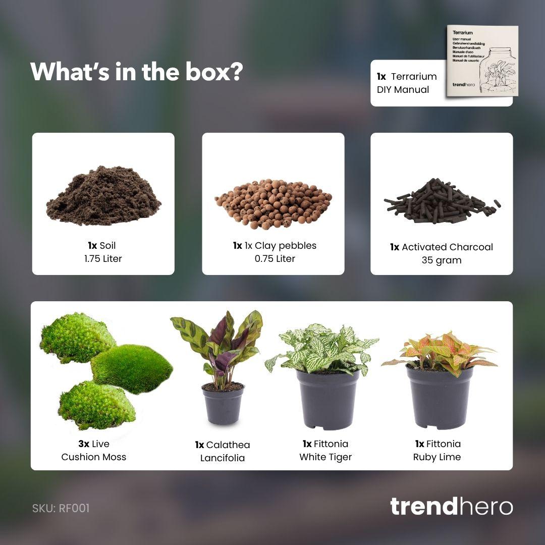 Neustart für Ihren Flaschengarten: Terrarium Nachfüll- & Starter-Set mit Calathea Lancifolia 🌱🐅 - ES+