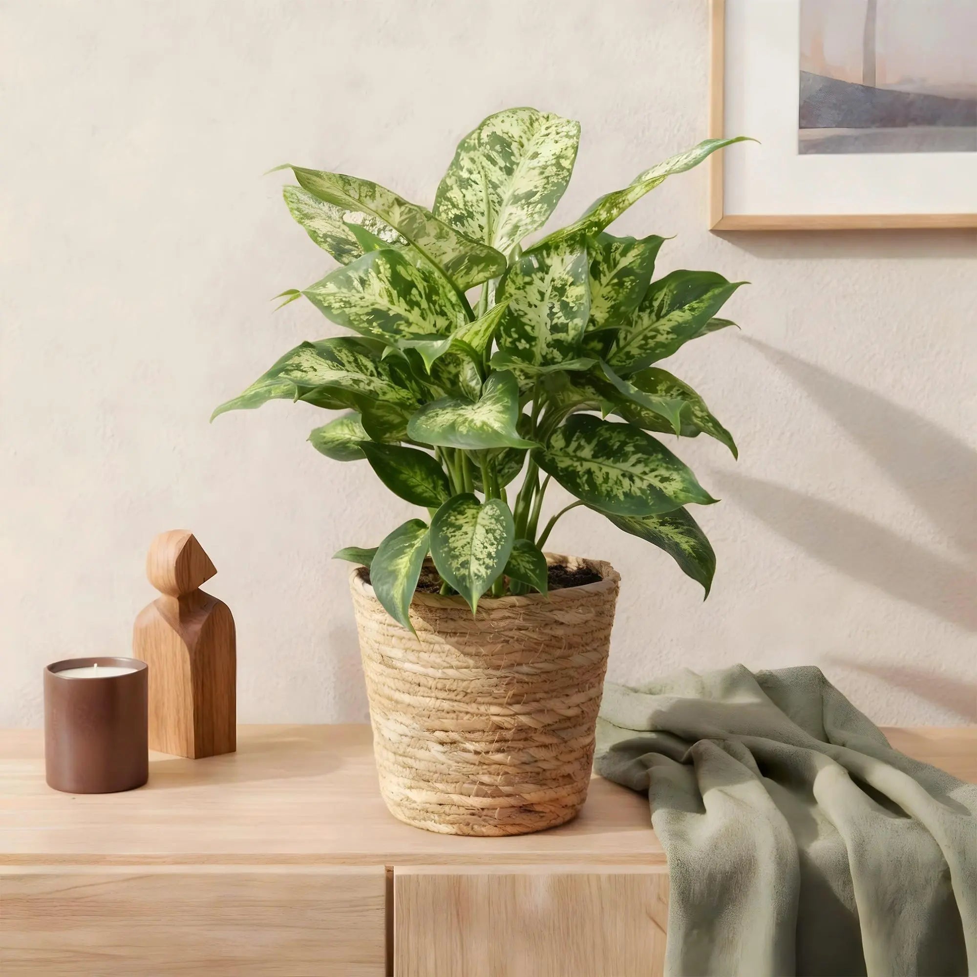 Dieffenbachia Compacta im Style-Korb – Das Bunte Blätterwunder für Wenig Pflege 🌿🎨 - ES+ Everspring