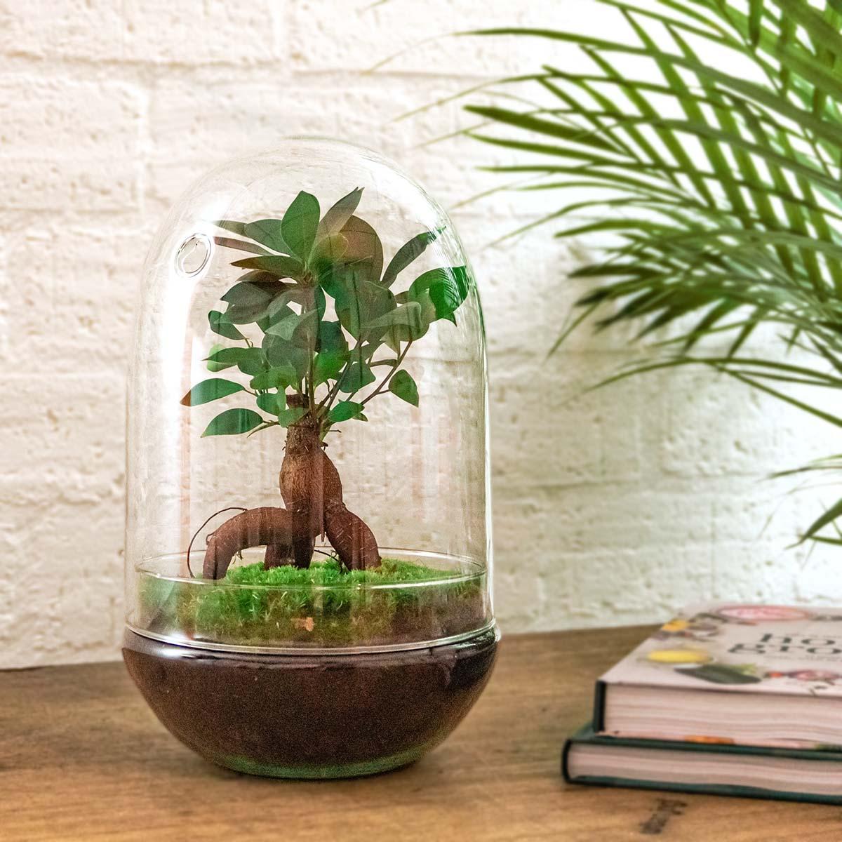 Flaschengarten DIY Set 'Egg XL Bonsai' – Ihr autarkes Mini-Ökosystem mit Ficus 🥚🌳 - ES+