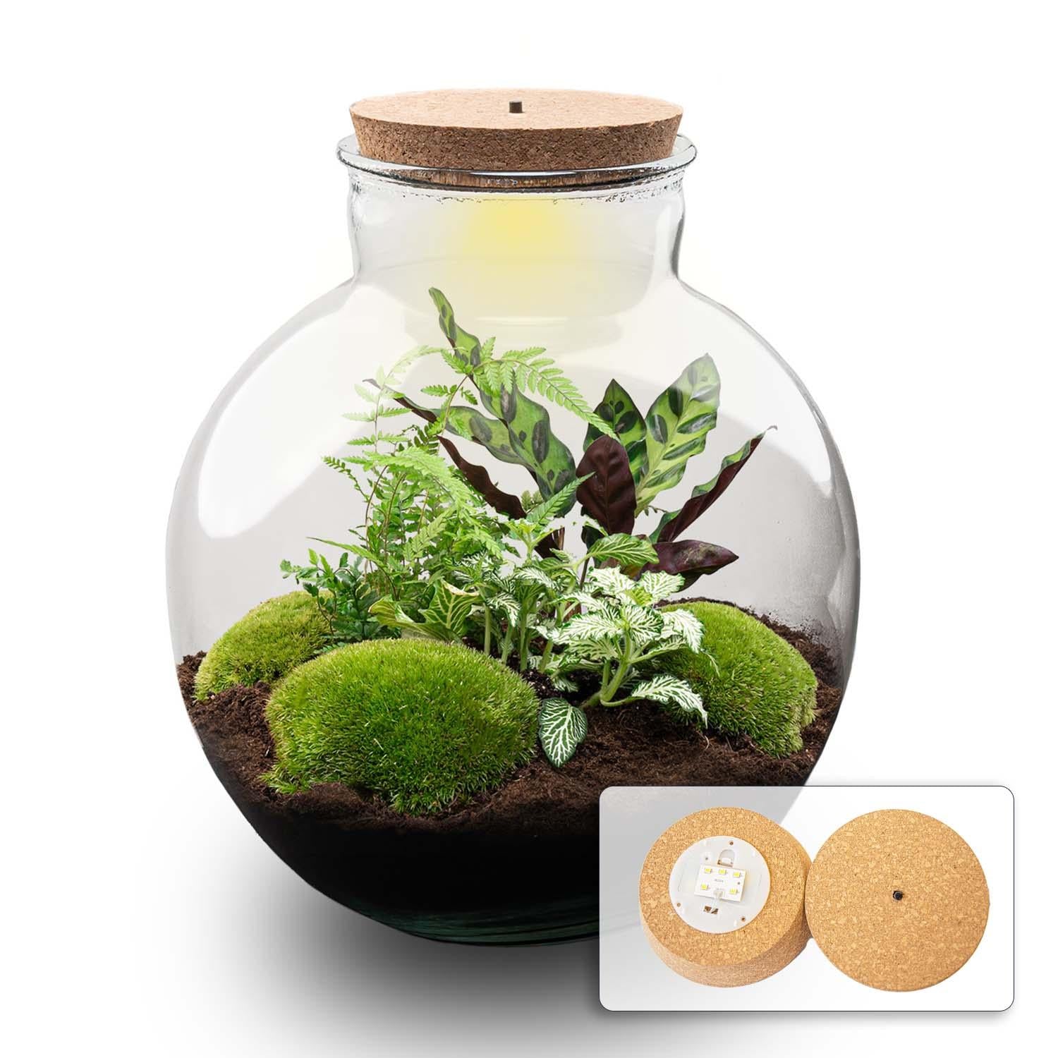 Leuchtendes Mini-Biotop: DIY Flaschengarten-Set „Bolder Bob“ mit LED-Korken ✨🌳 - ES+
