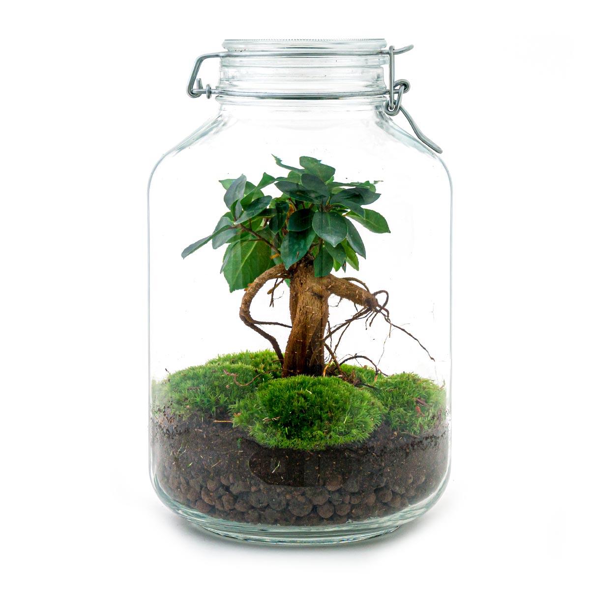 Flaschengarten DIY-Set „Normal“: Autarkes Mini-Ökosystem mit Ficus Ginseng Bonsai 🌿💧 - ES+