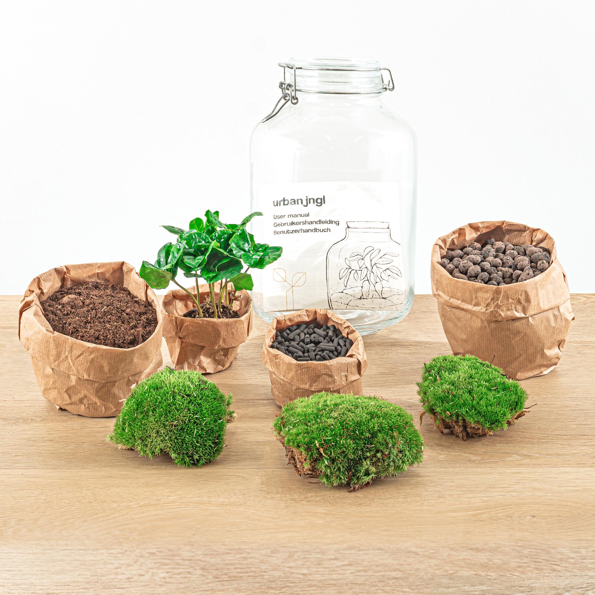DIY Flaschengarten Set – Autarkes Mini-Ökosystem mit Coffea Arabica ☕🌿 - ES+