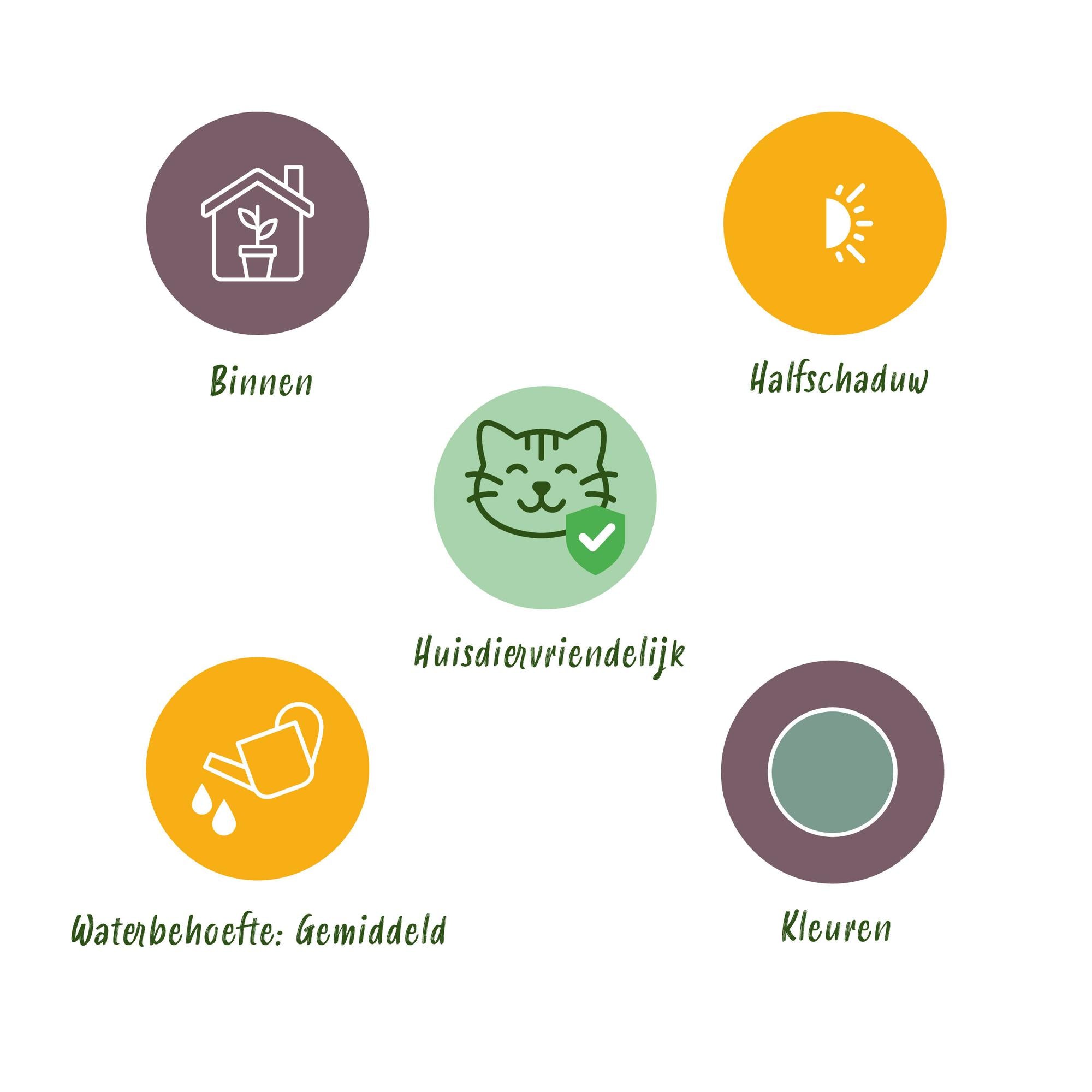 Phlebodium aureum 'Blue Star' – Der haustierfreundliche Blaue Farn 🐾💙 - ES+