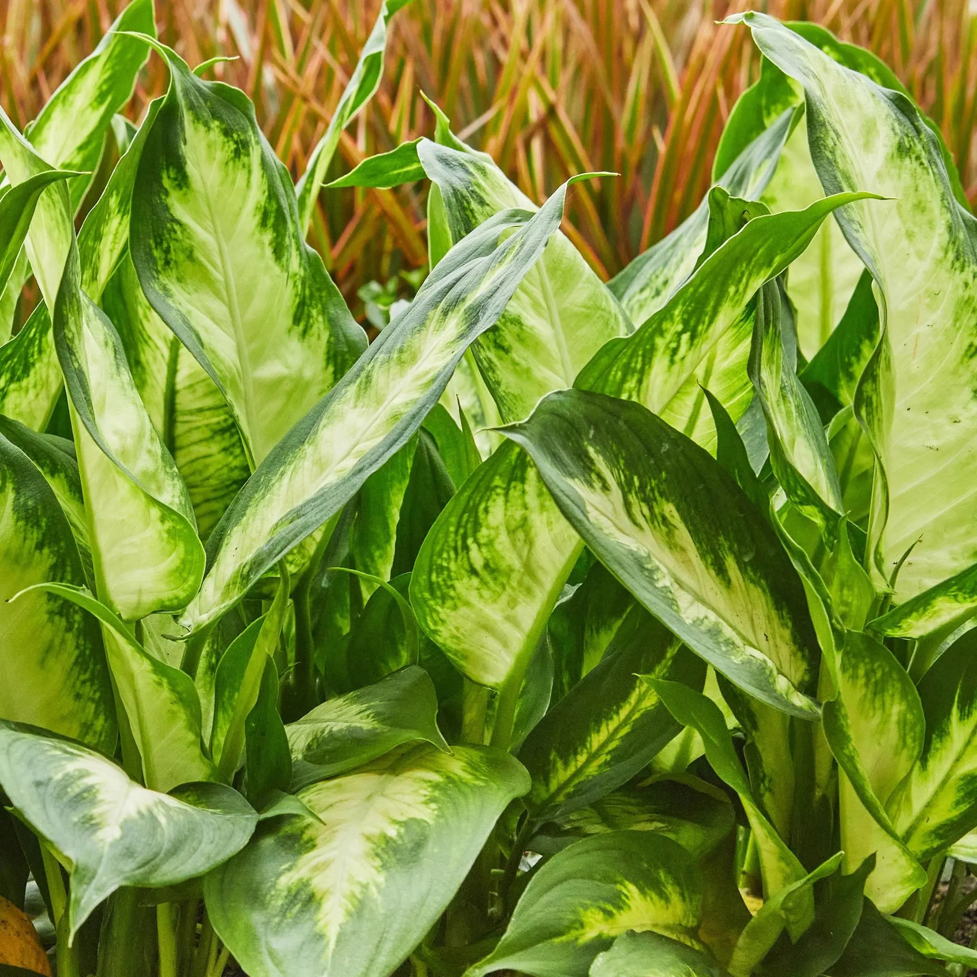 Green boutiQ | Dieffenbachia Camilla im Stil-Korb – Das Bunte Blätterwunder für Wenig Pflege 🌿🤍 - ES+ Everspring