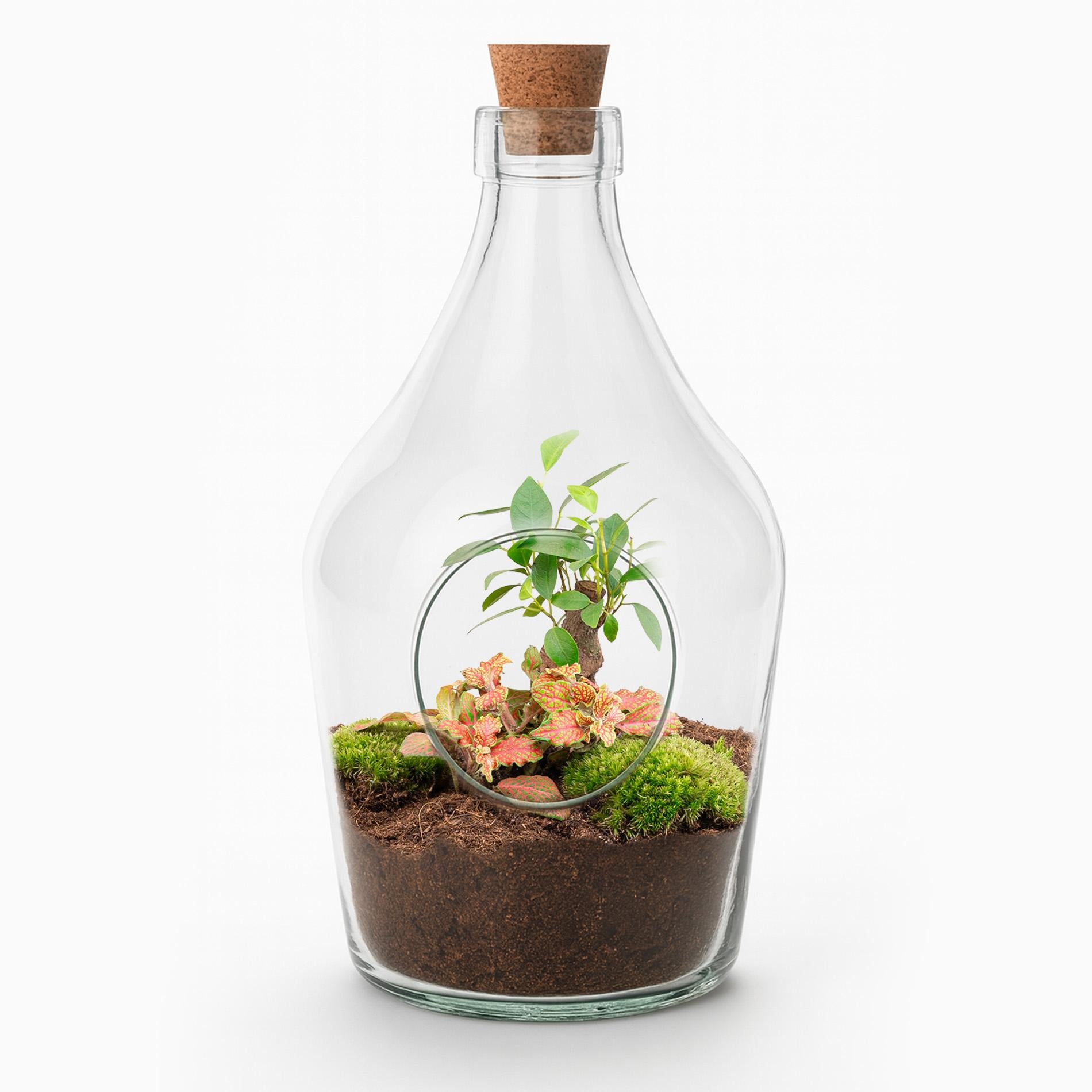Offenes Terrarium John | Bonsai & Fittonia Ruby Lime – Stilvoller Grüner Blickfang (30 cm) 🌿 - ES+