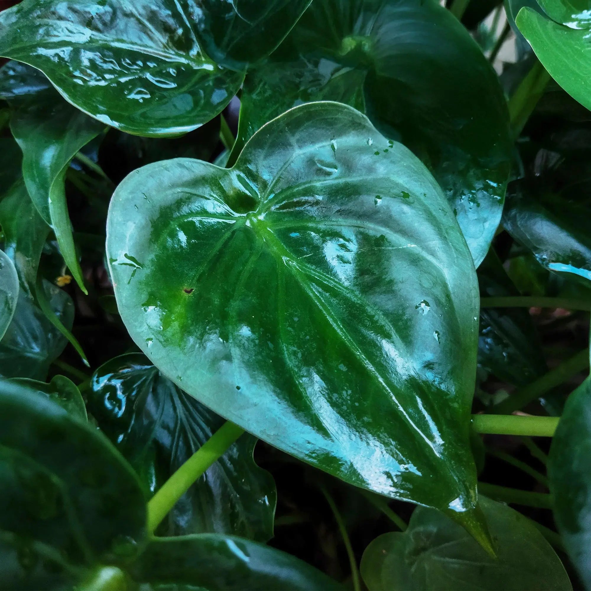 Green boutiQ | Alocasia Cucullata (Buddha-Hand) im Weißen Topf – Eleganz & Wenig Pflege 🌿🤍 - ES+ Everspring