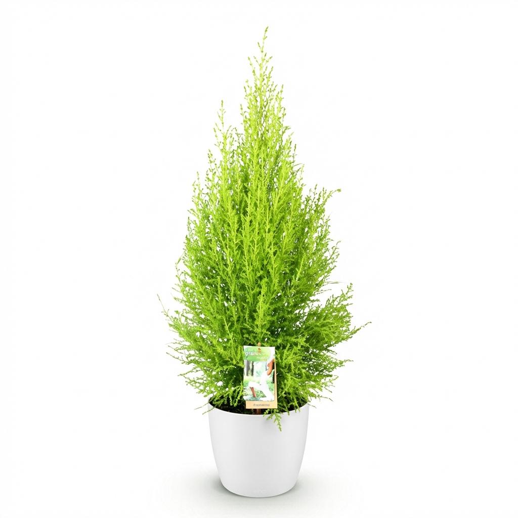 Green boutiQ | Zimmerkonifere Cupressus Gold Crest Wilma im Weißen Topf – Eleganz & Wenig Pflege 🌲 - ES+