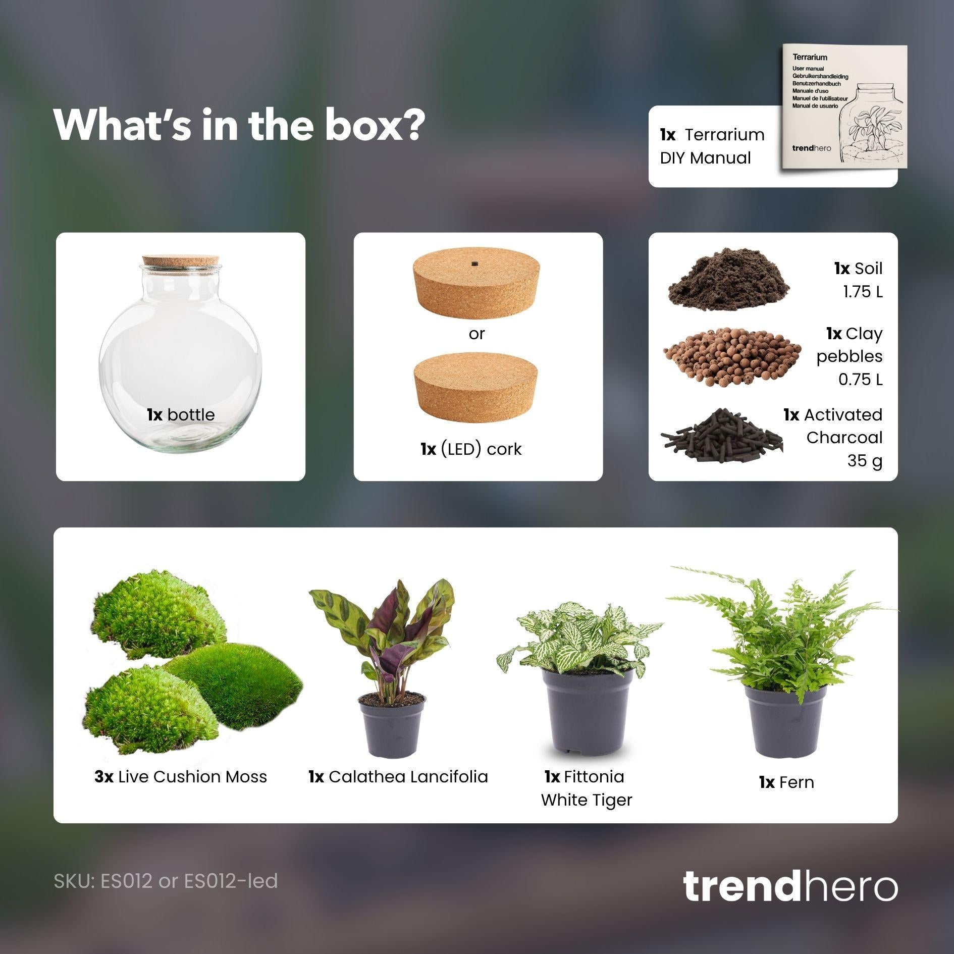 Leuchtendes Mini-Biotop: DIY Flaschengarten-Set „Bolder Bob“ mit LED-Korken ✨🌳 - ES+