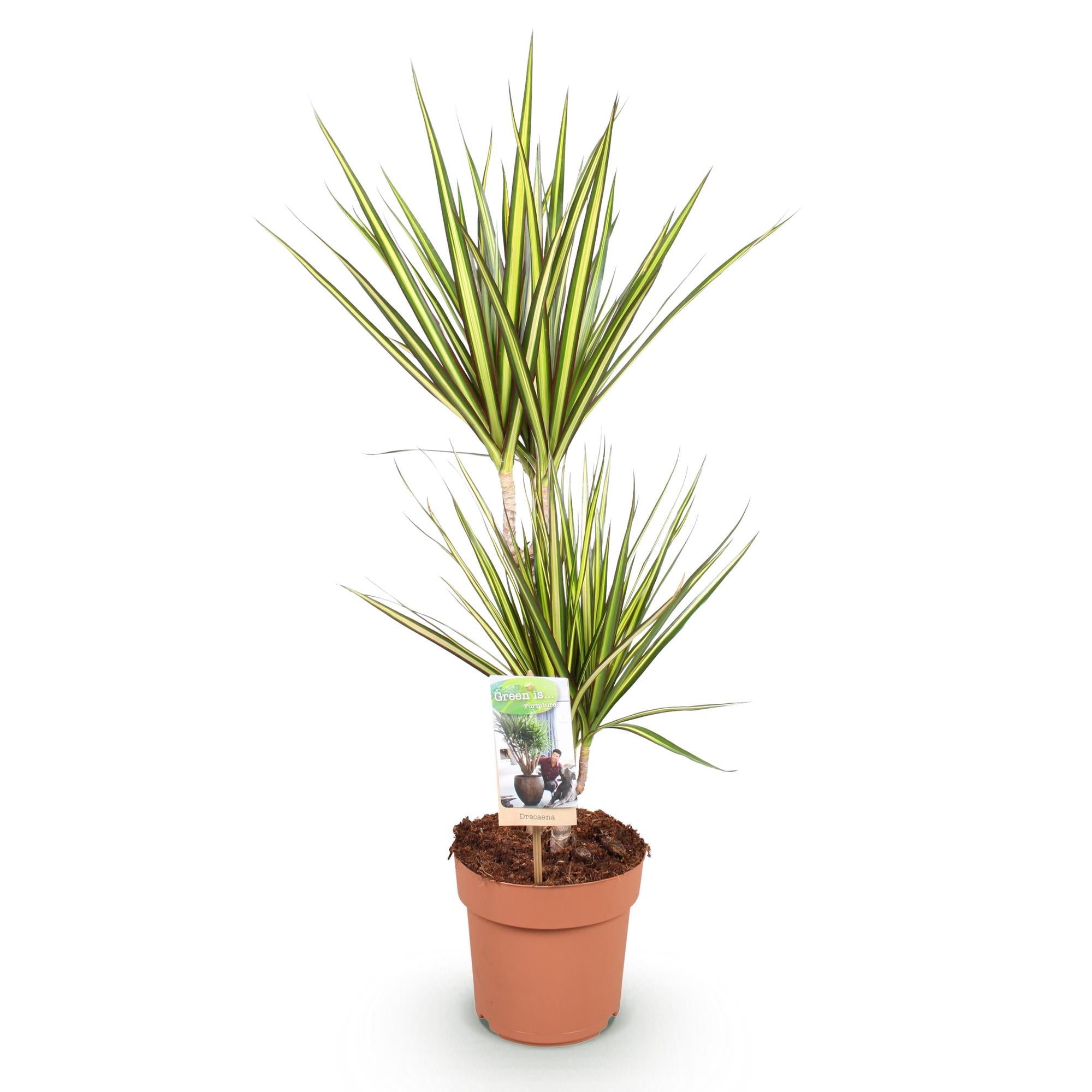 Dracaena 'Sunray' – Der leuchtende Drachenbaum im Sonnen-Look ✨💛 - ES+
