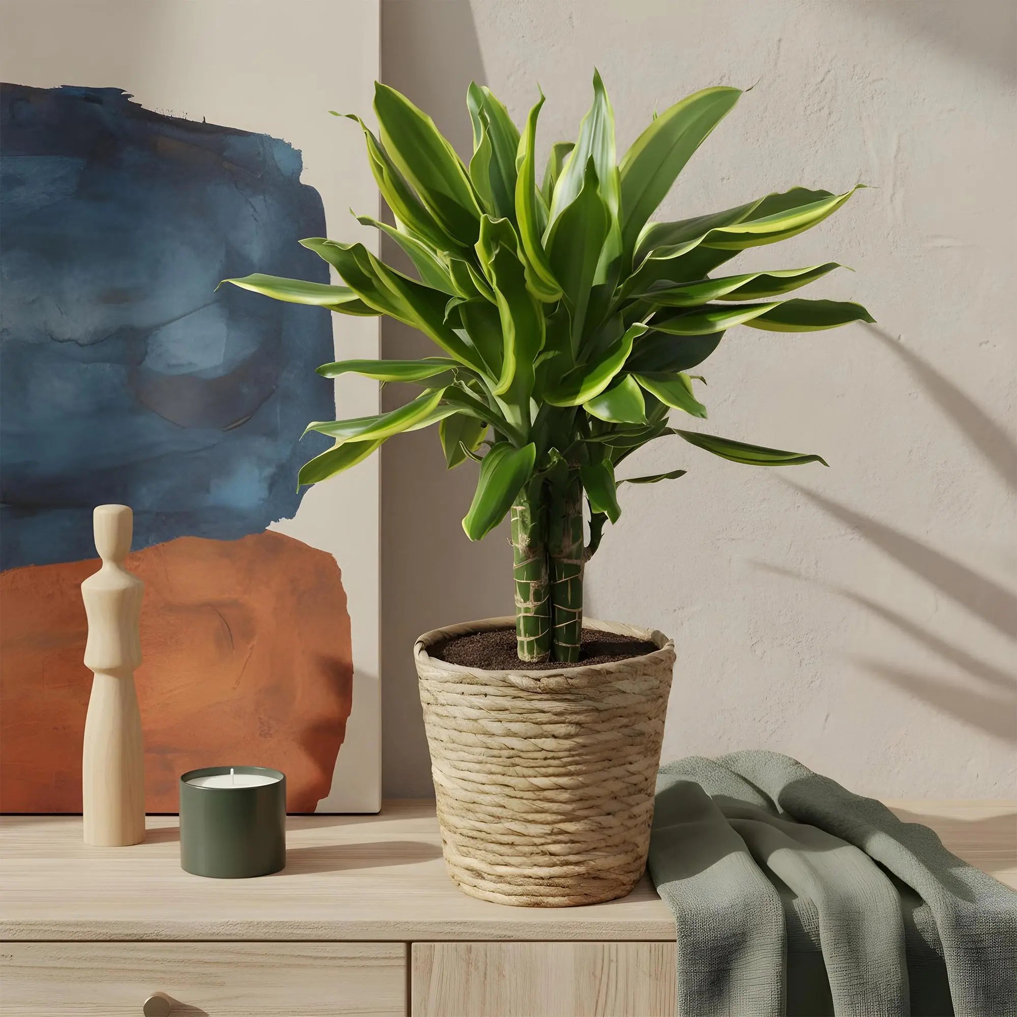 Dracaena fragrans 'Golden Coast' – Der bunte Drachenbaum 🐉💛