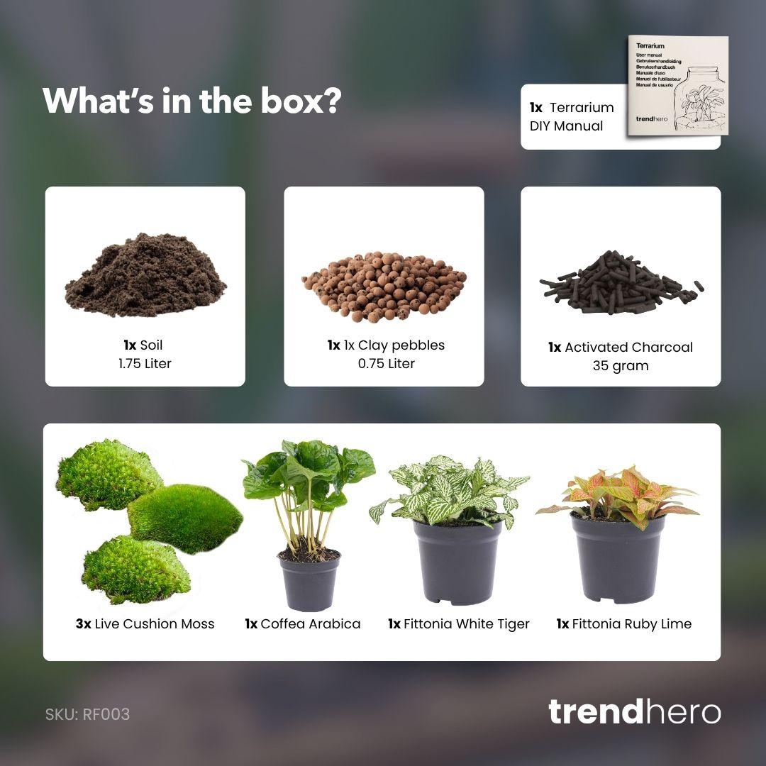 Spathiphyllum (Friedenslilie) – Eleganter Luftreiniger für Ihr Zuhause 🌿🕊️ - ES+