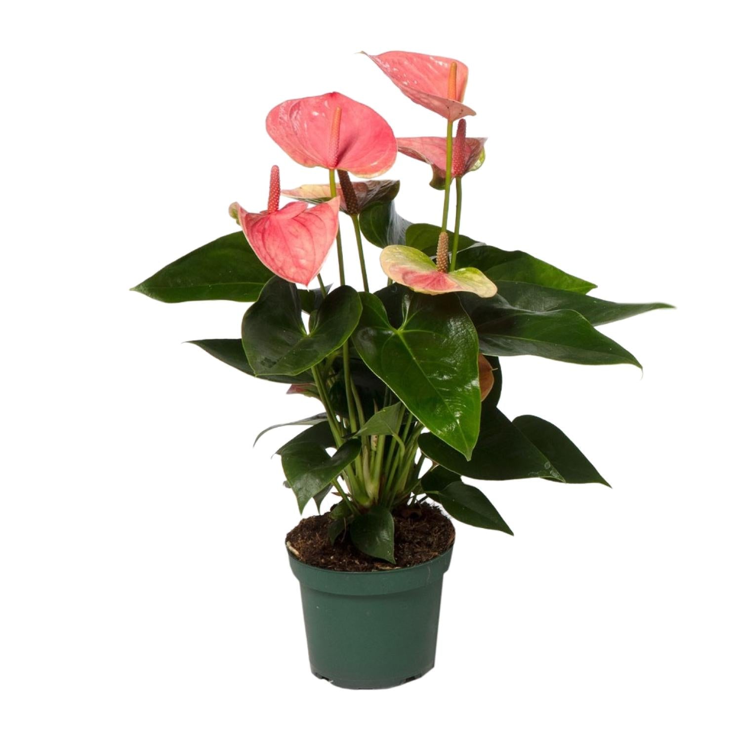 Exotische Schönheit für Ihr Zuhause: Anthurium 'Sweet Dream' – Die Flamingo-Blume 💕🌿 - ES+
