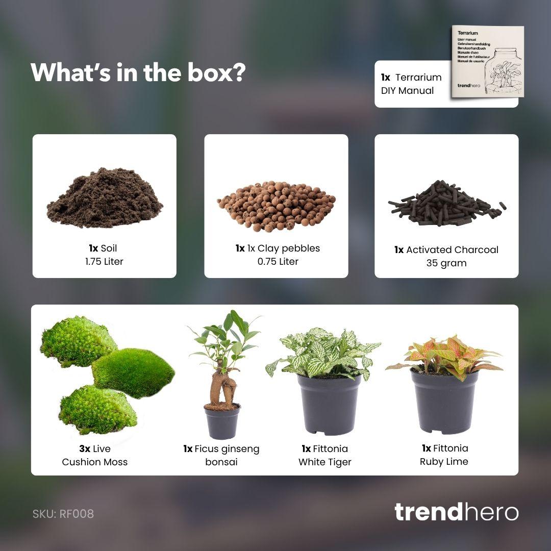 Neustart für Ihren Mini-Dschungel: Terrarium Nachfüll- & Starter-Set mit Ficus Ginseng Bonsai 🌱🎁 - ES+