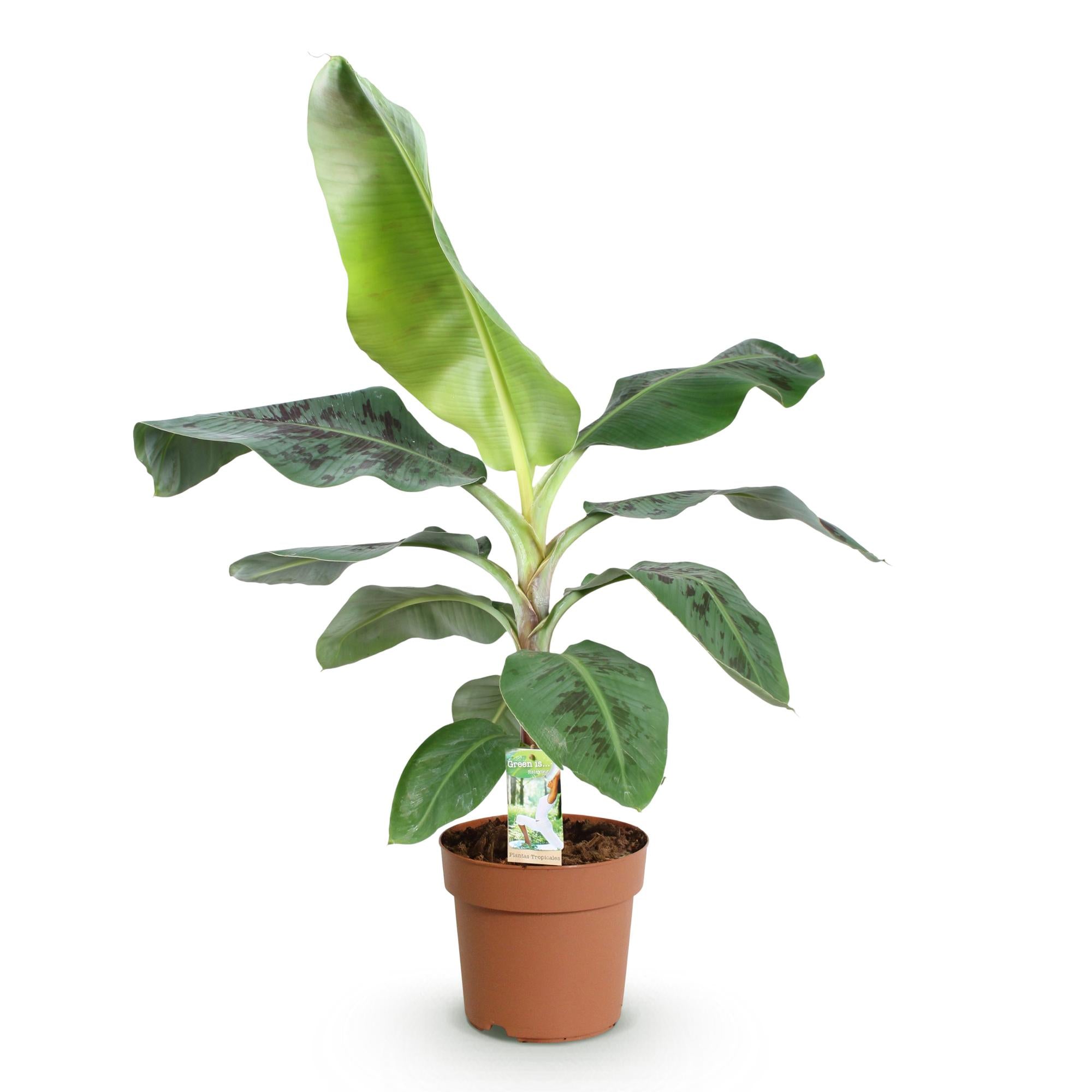 Musa acuminata 'Dwarf Cavendisch' – Ihre pflegeleichte Bananenpflanze 🍌💚 - ES+