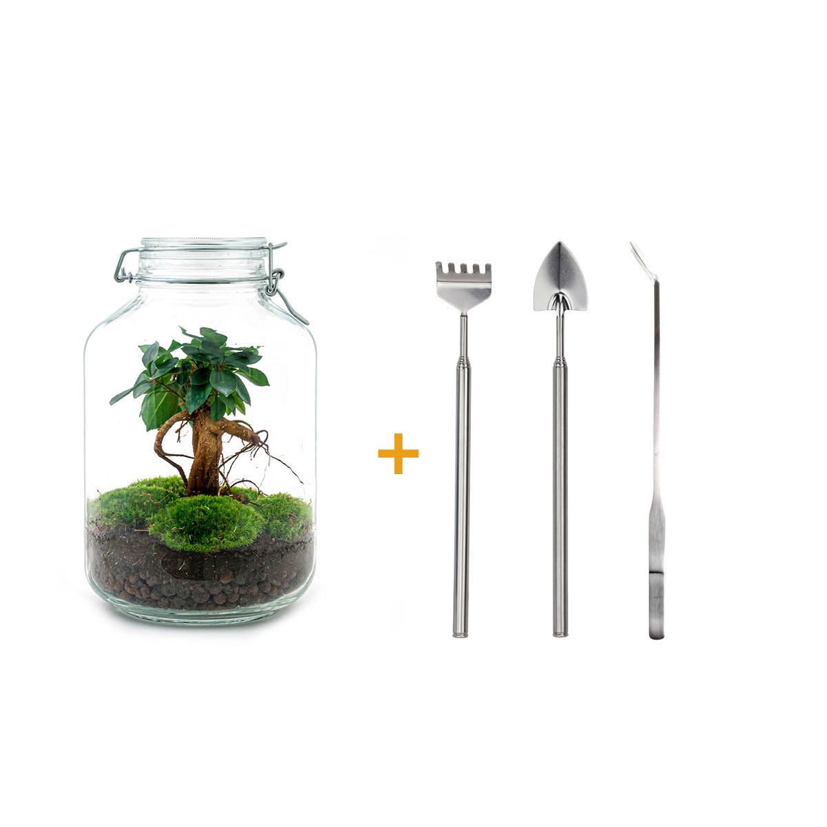 DIY Flaschengarten-Set: Autarkes Mini-Ökosystem mit Ficus Ginseng Bonsai 🌳🛠️ - ES+