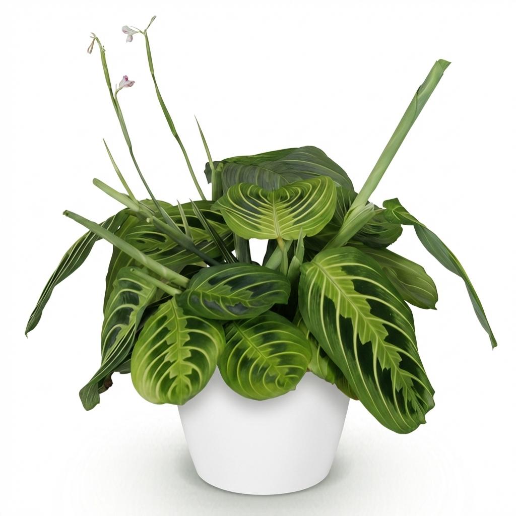 Lebendige Frische für Ihr Zuhause: Maranta 'Fascinator Lemon Lime' – die Gebetspflanze 💚✨ - ES+