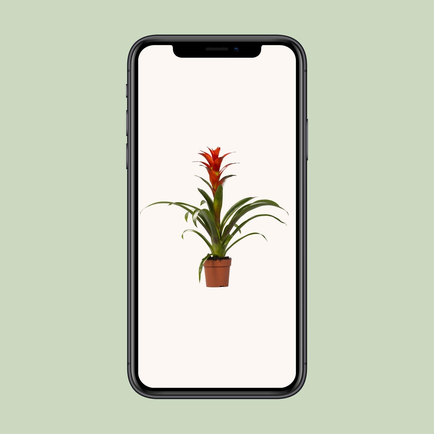 Guzmania 'Ostara' – Die farbenfrohe und pflegeleichte Bromelie 🔥🍍 - ES+