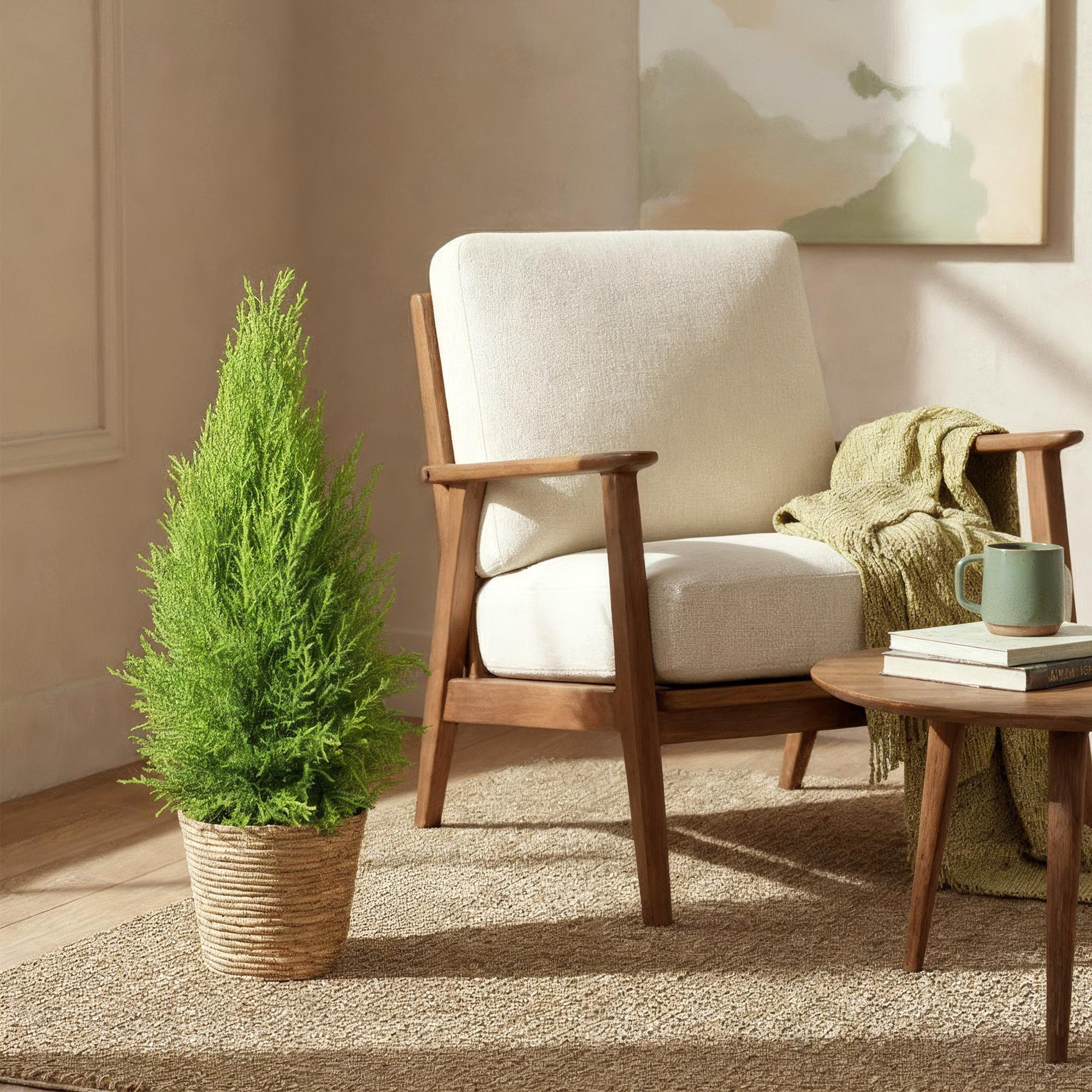 Green boutiQ Zimmerpflanze: Cupressus 'Gold Crest Wilma' – Der duftende Pflege-Liebling ✨ - ES+