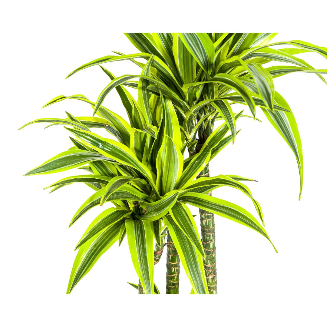 XXL Dracaena Deremensis 'Lemon Lime' – Pflegeleichte Blattschmuckpflanze (170-190cm) 🍋💚 - ES+ Everspring