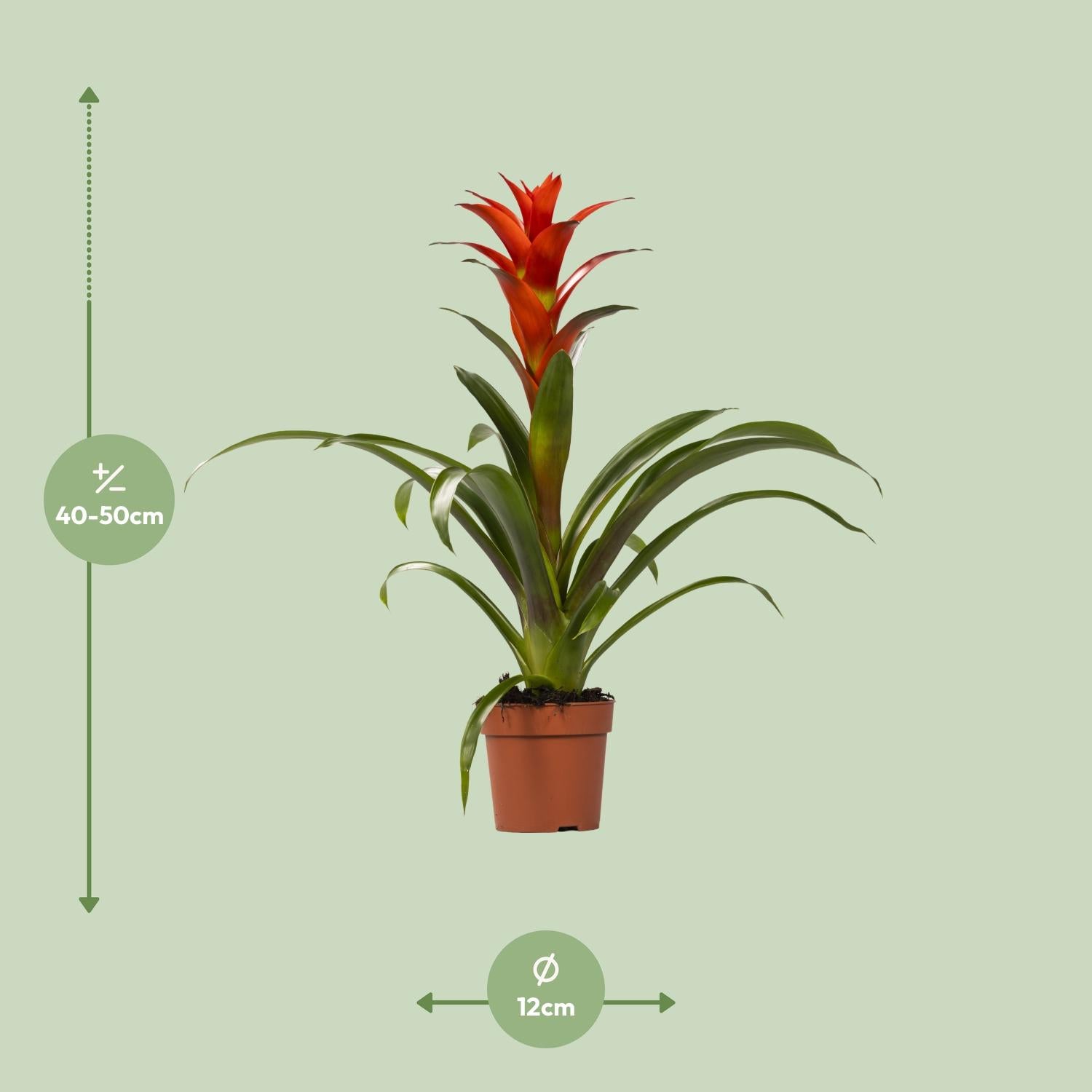 Guzmania 'Ostara' – Die farbenfrohe und pflegeleichte Bromelie 🔥🍍 - ES+