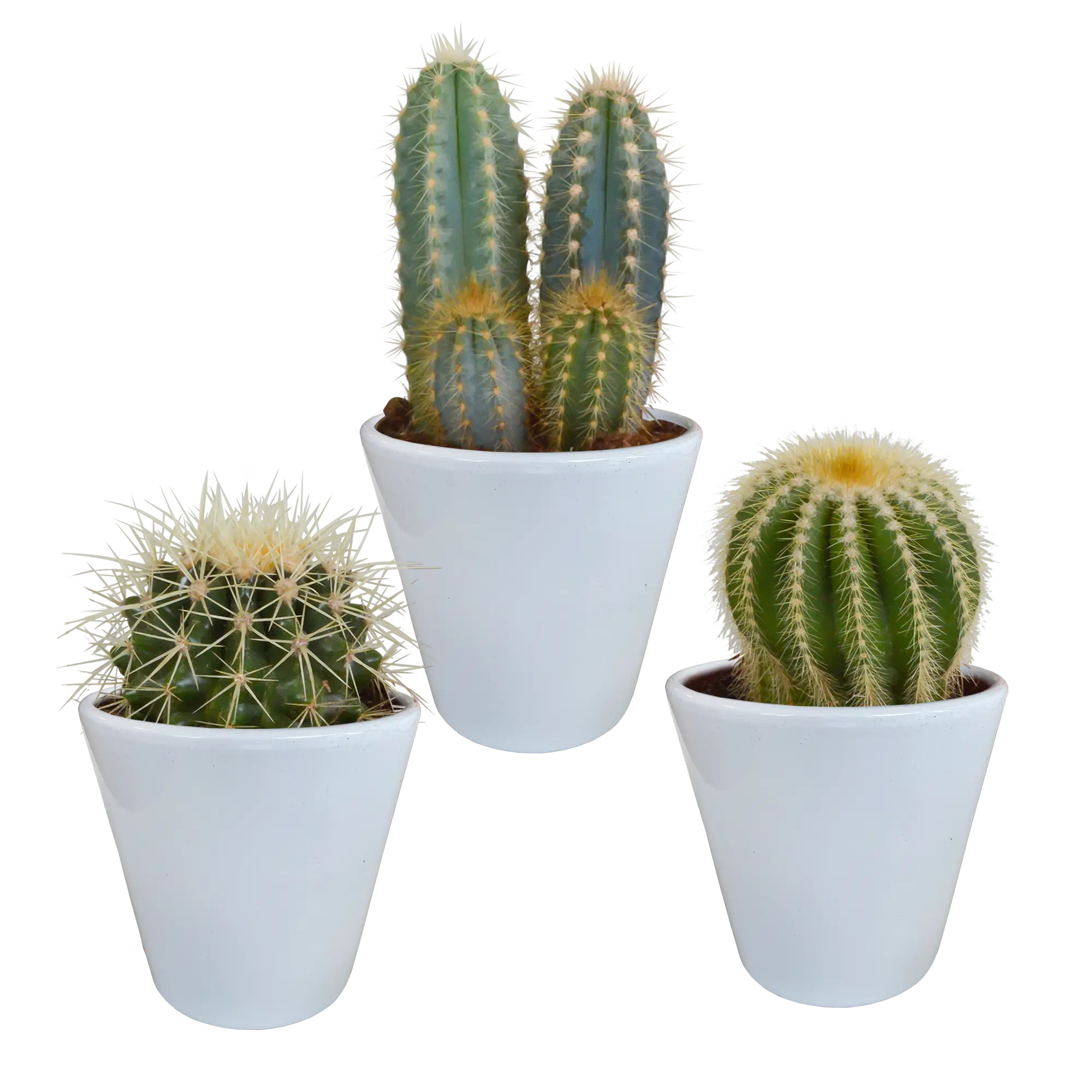 Klassisches Kakteen Trio (3er Set) im Weißen Keramiktopf – Pflegeleichter Deko-Klassiker 🌵🤍 - ES+ Everspring
