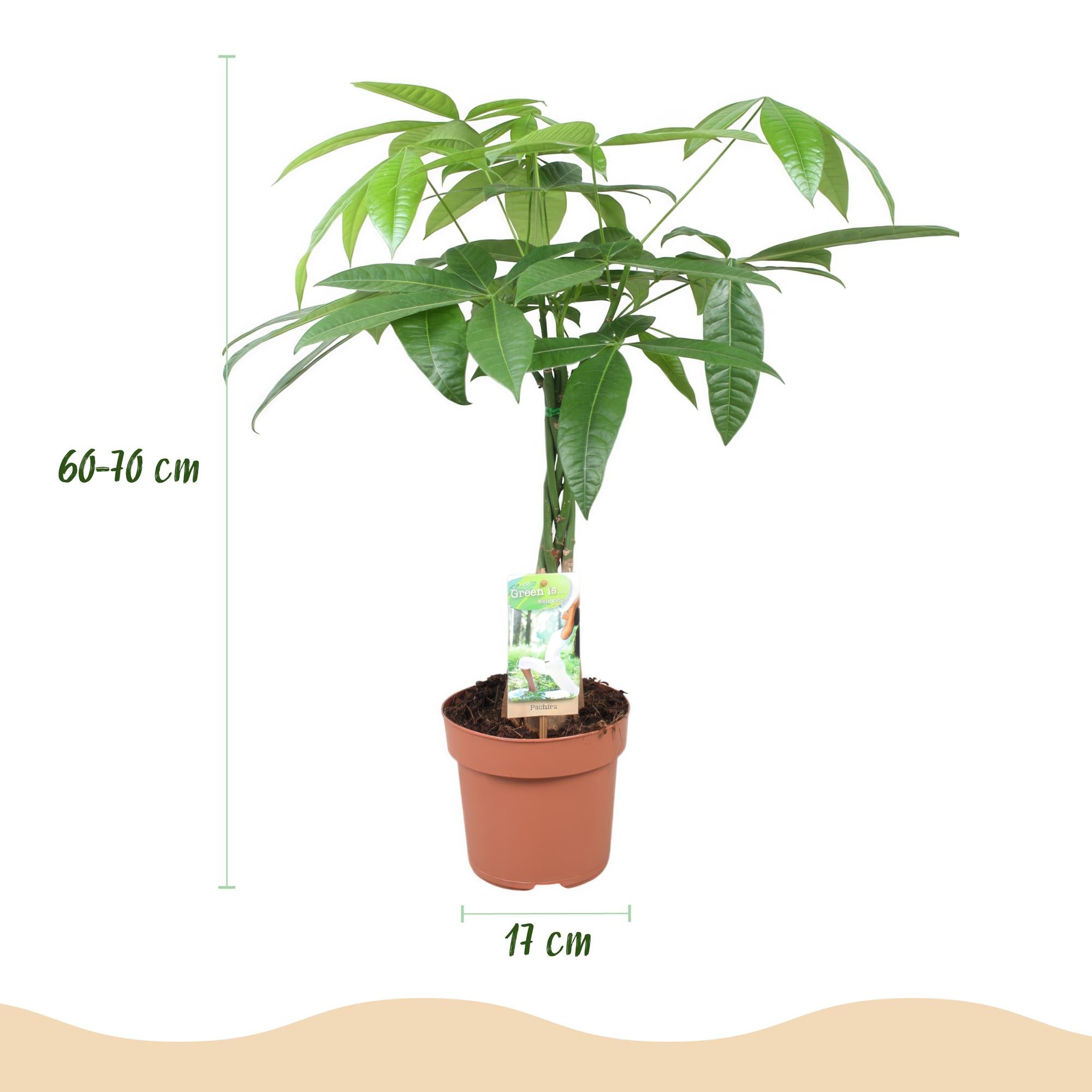 Green boutiQ Zimmerpflanze: Pachira Aquatica – Der Glücksbringer mit geflochtenem Stamm🍀💰 - ES+