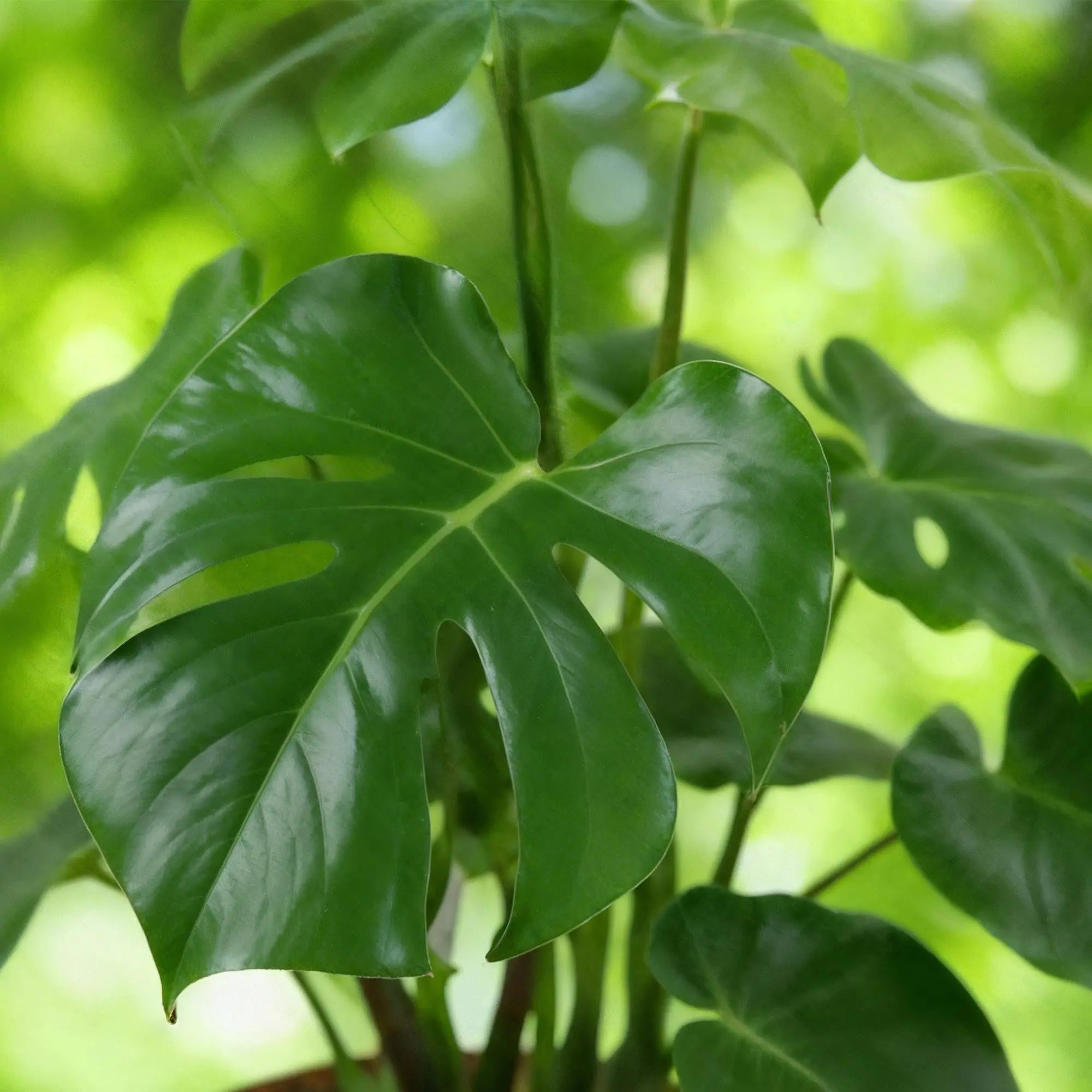 Monstera Deliciosa (Fensterblatt) im stylischen Korb – 70-80cm Höhe 🌿 - ES+ Everspring