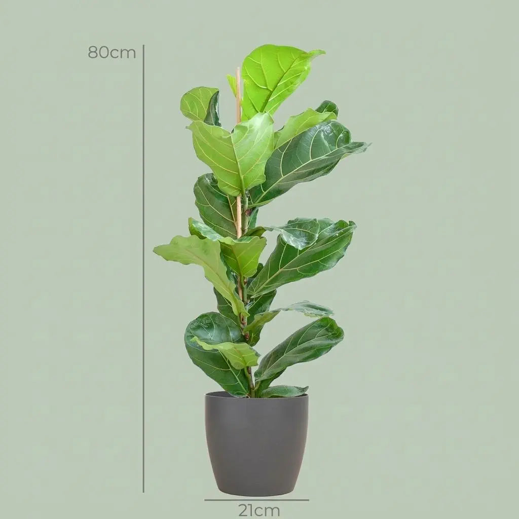 Ficus Lyrata (Geigenblattpflanze) im Bio-Design-Topf – 80 cm 🌿🎶 - ES+ Everspring