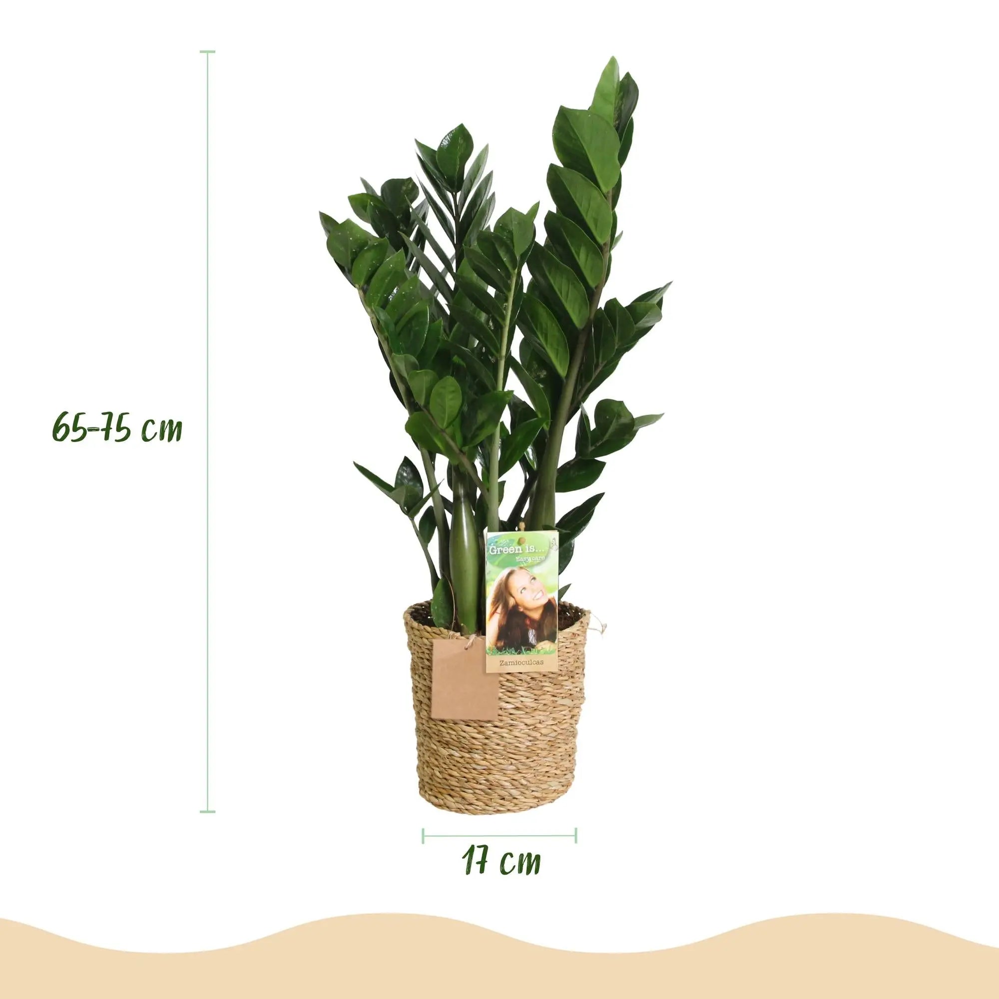 Green boutiQ | Zamioculcas (ZZ-Pflanze) im Style-Korb – Die Ultimative Pflegeleichte Zimmerpflanze 🌱💚 - ES+ Everspring