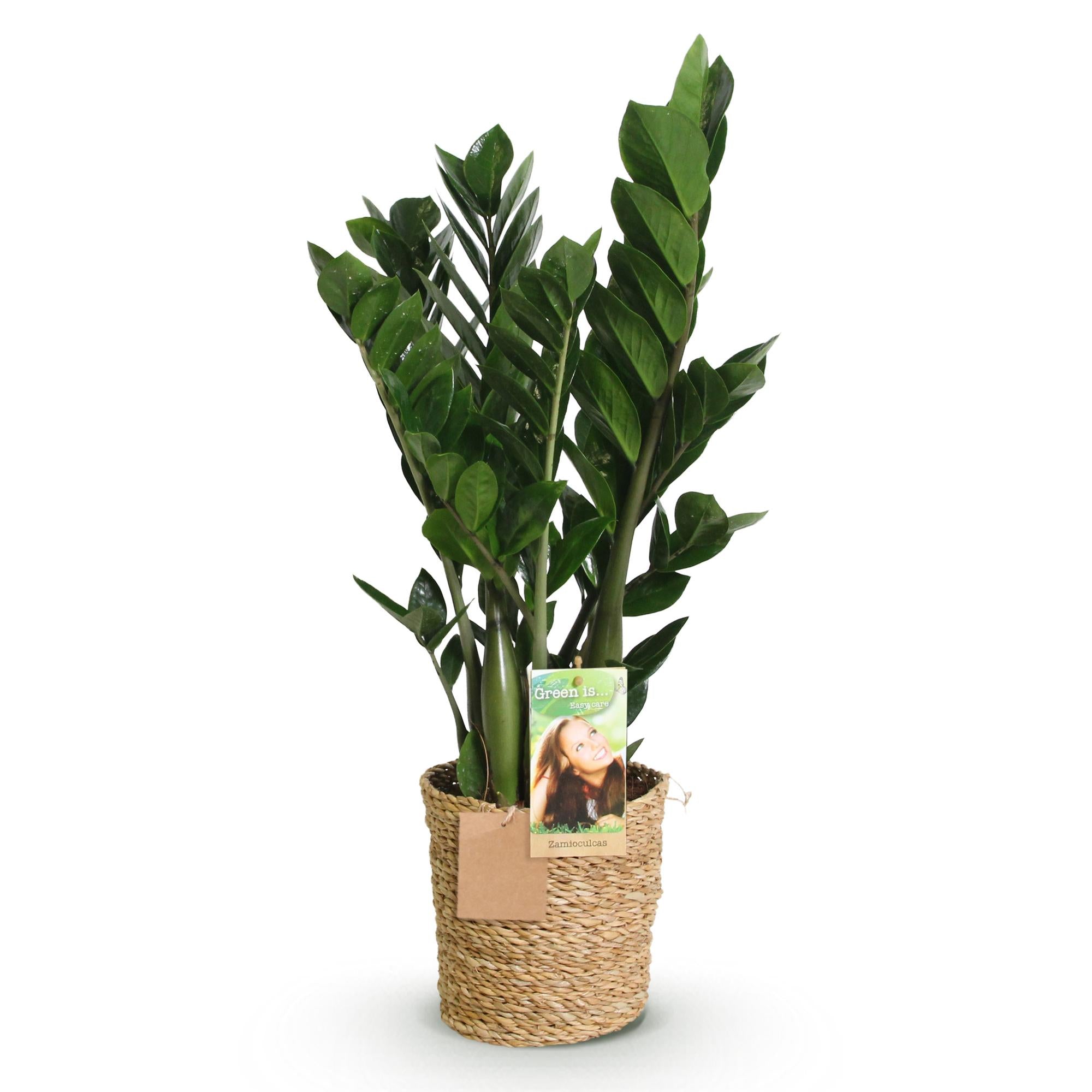 Green boutiQ | Zamioculcas (ZZ-Pflanze) im Style-Korb – Die Ultimative Pflegeleichte Zimmerpflanze 🌱💚 - ES+