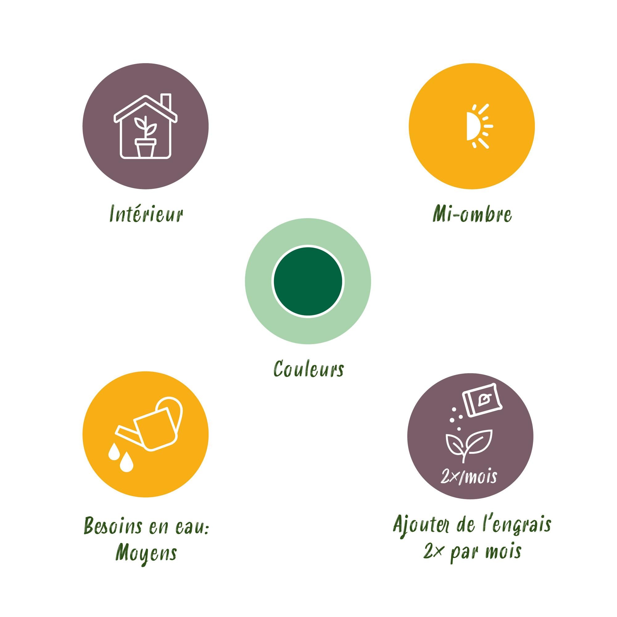 Coffea Arabica – Der eigene, pflegeleichte Kaffee Baum ☕💚 - ES+