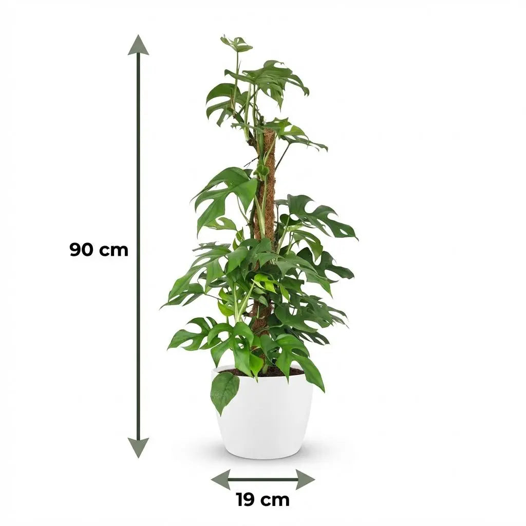 Green boutiQ | XXL Mini-Fensterblatt (Monstera Minima) am Moosstab – 90cm Höhe 🌿✨ - ES+ Everspring
