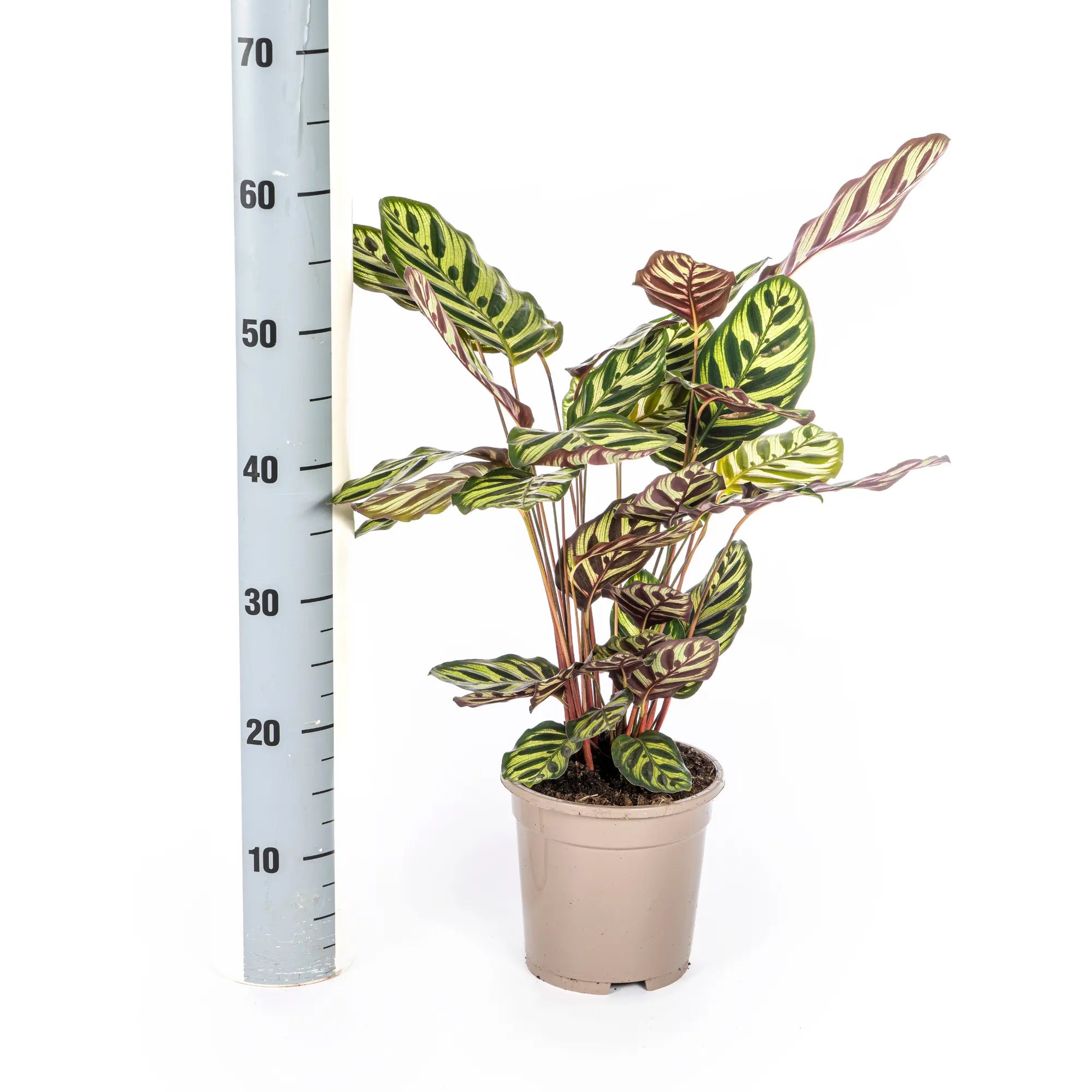 Calathea Makoyana (Pfauenpflanze) – Das lebendige Kunstwerk für Ihr Zuhause 🌿💖 (Ø17cm | ↕40 – 50cm) - ES+ Everspring