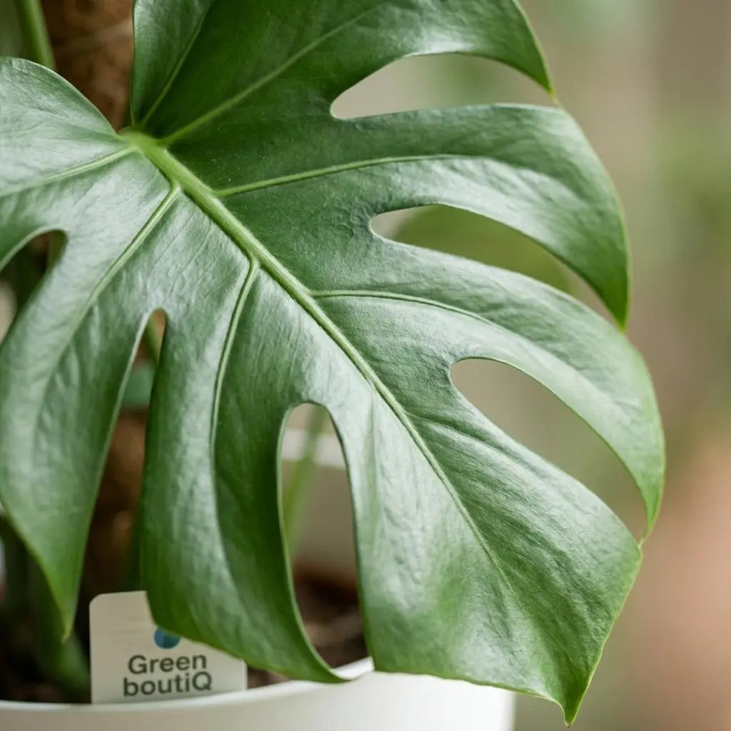 Green boutiQ | Fensterblatt Monstera Deliciosa am Moosstab – 90cm Höhe im Weißen Topf 🌿✨ - ES+ Everspring