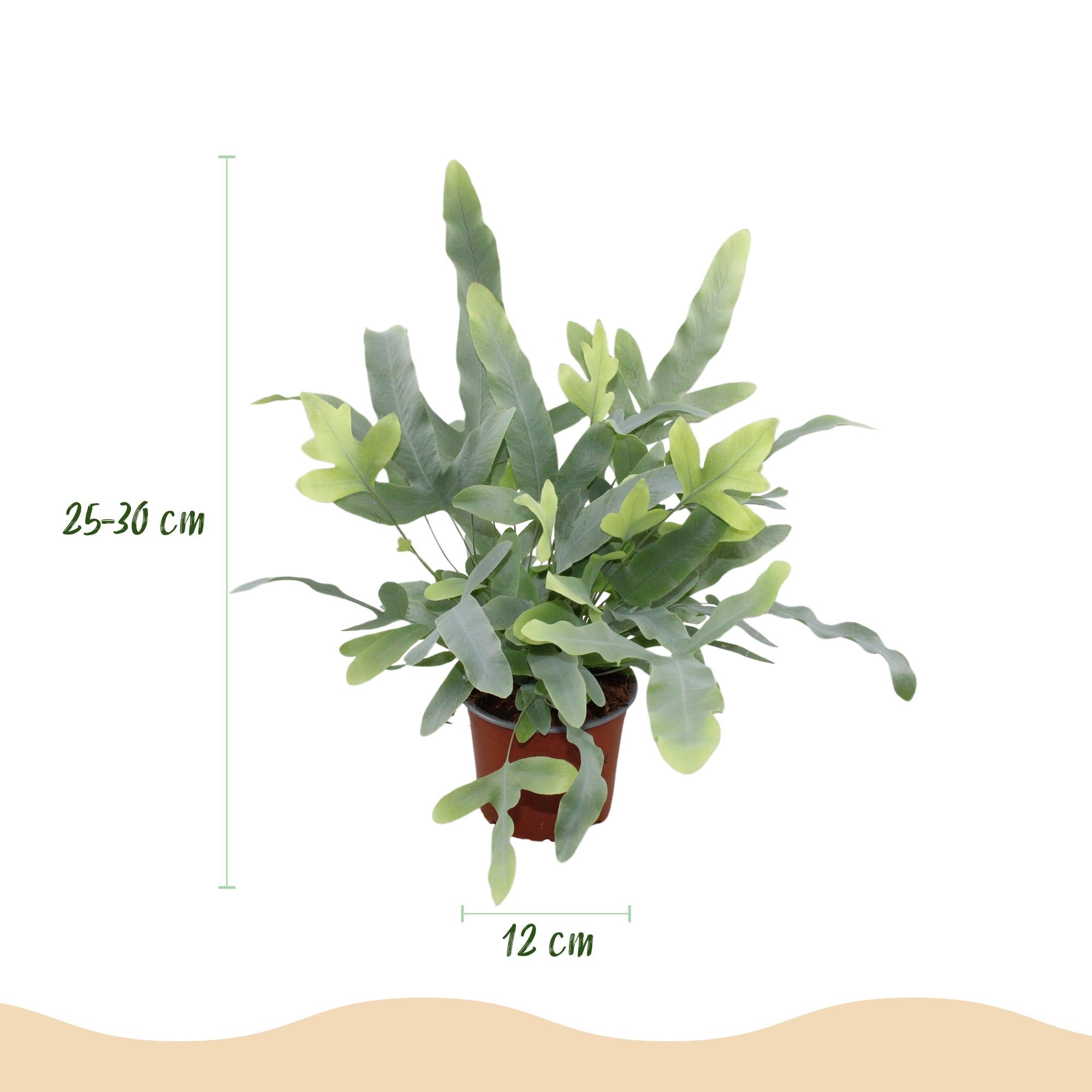 Phlebodium aureum 'Blue Star' – Der haustierfreundliche Blaue Farn 🐾💙 - ES+