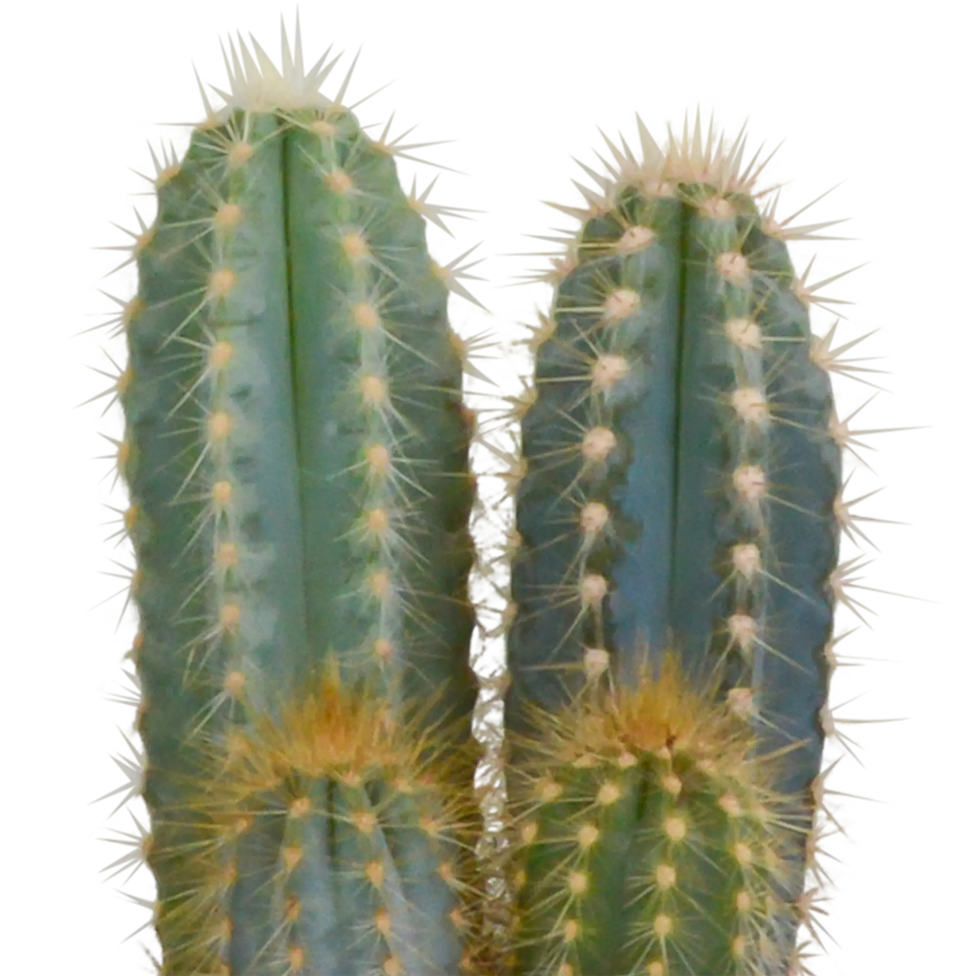Kakteenmischung | 3er Kaktus-Set – Einzigartige Mini-Dschungel-Helden 🌵🌟 - ES+ Everspring