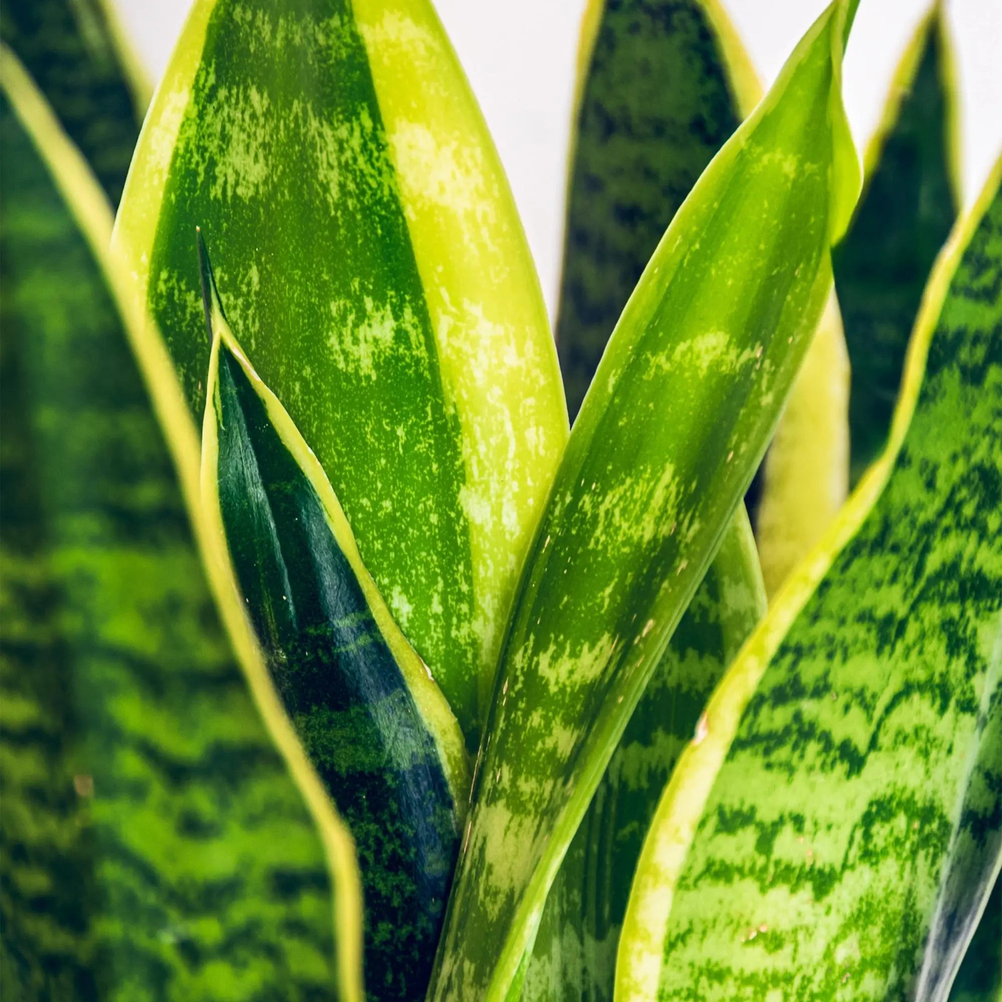 Green boutiQ | Sansevieria Laurentii (Schwiegermutterzunge) im Potter Weiß – 70-80 cm 🐍💛 - ES+ Everspring