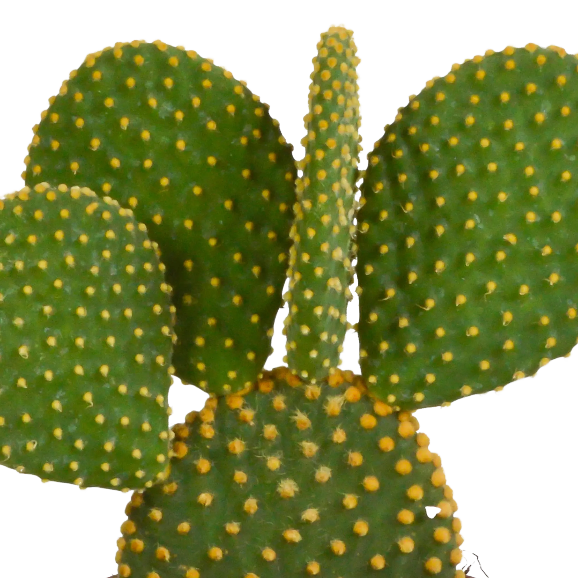 Kakteenmischung | 3er Kaktus-Set – Einzigartiges Trio in Top-Qualität 🌵✨ - ES+ Everspring