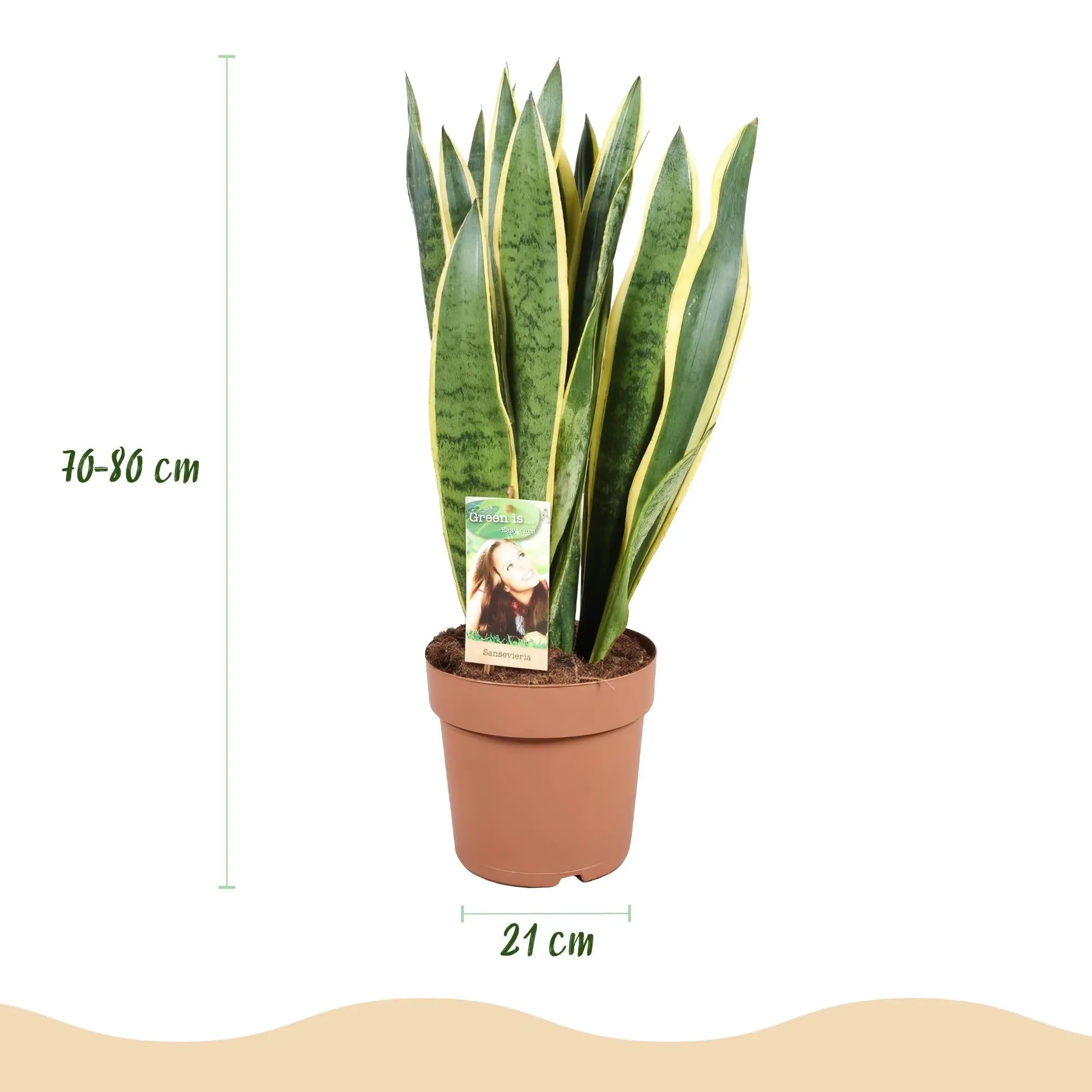 Green boutiQ | Sansevieria Laurentii (Schwiegermutterzunge) im Potter Weiß – 70-80 cm 🐍💛 - ES+ Everspring