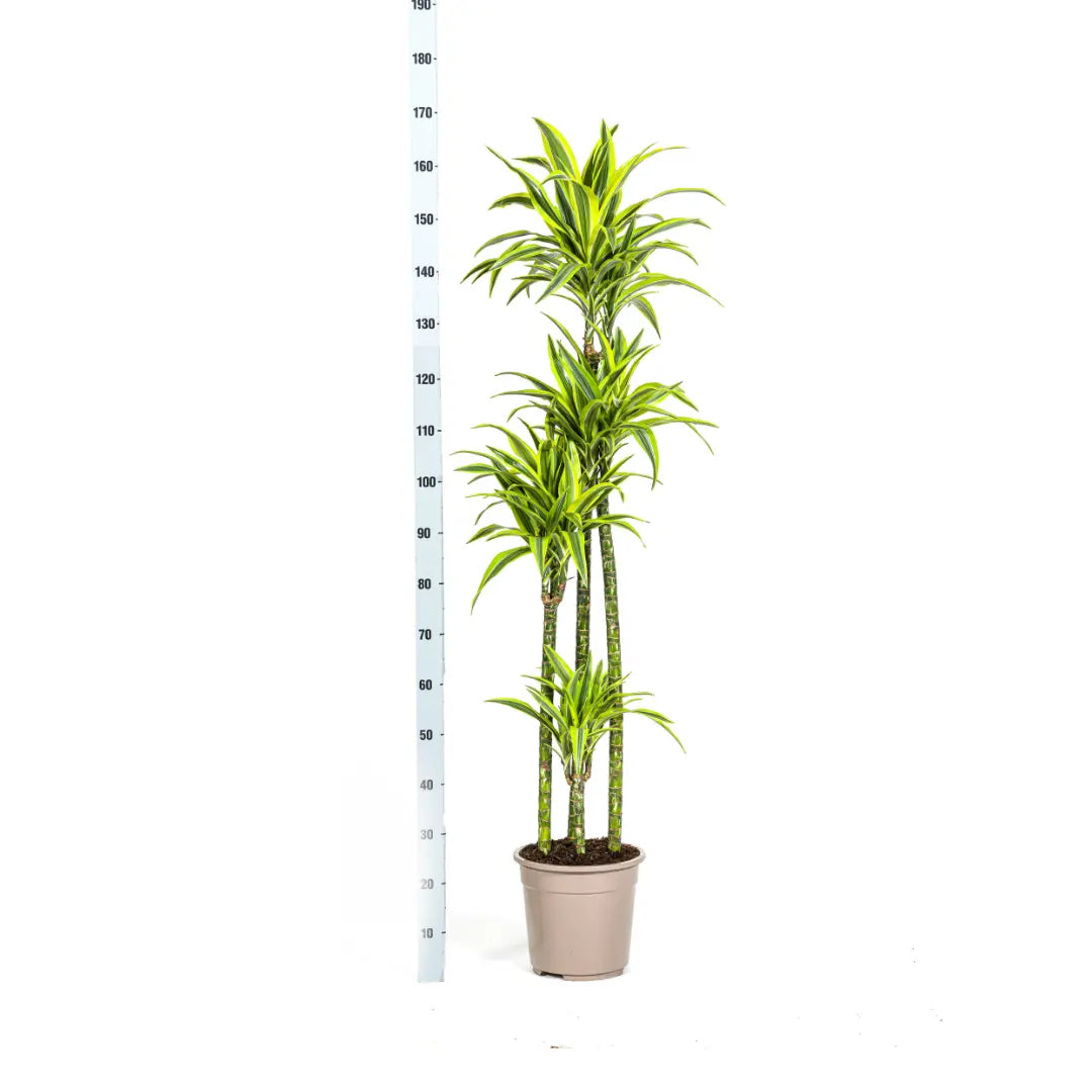 XXL Dracaena Deremensis 'Lemon Lime' – Pflegeleichte Blattschmuckpflanze (170-190cm) 🍋💚 - ES+ Everspring