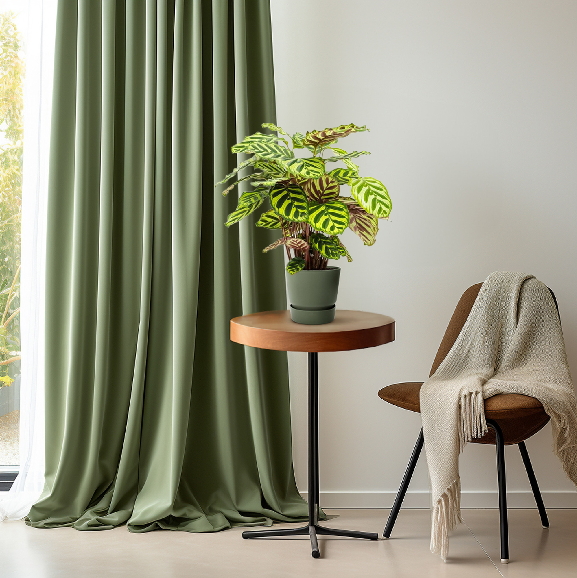 Calathea Makoyana – Die faszinierende Pfauenpflanze mit spektakulärem Muster 💚✨ - ES+