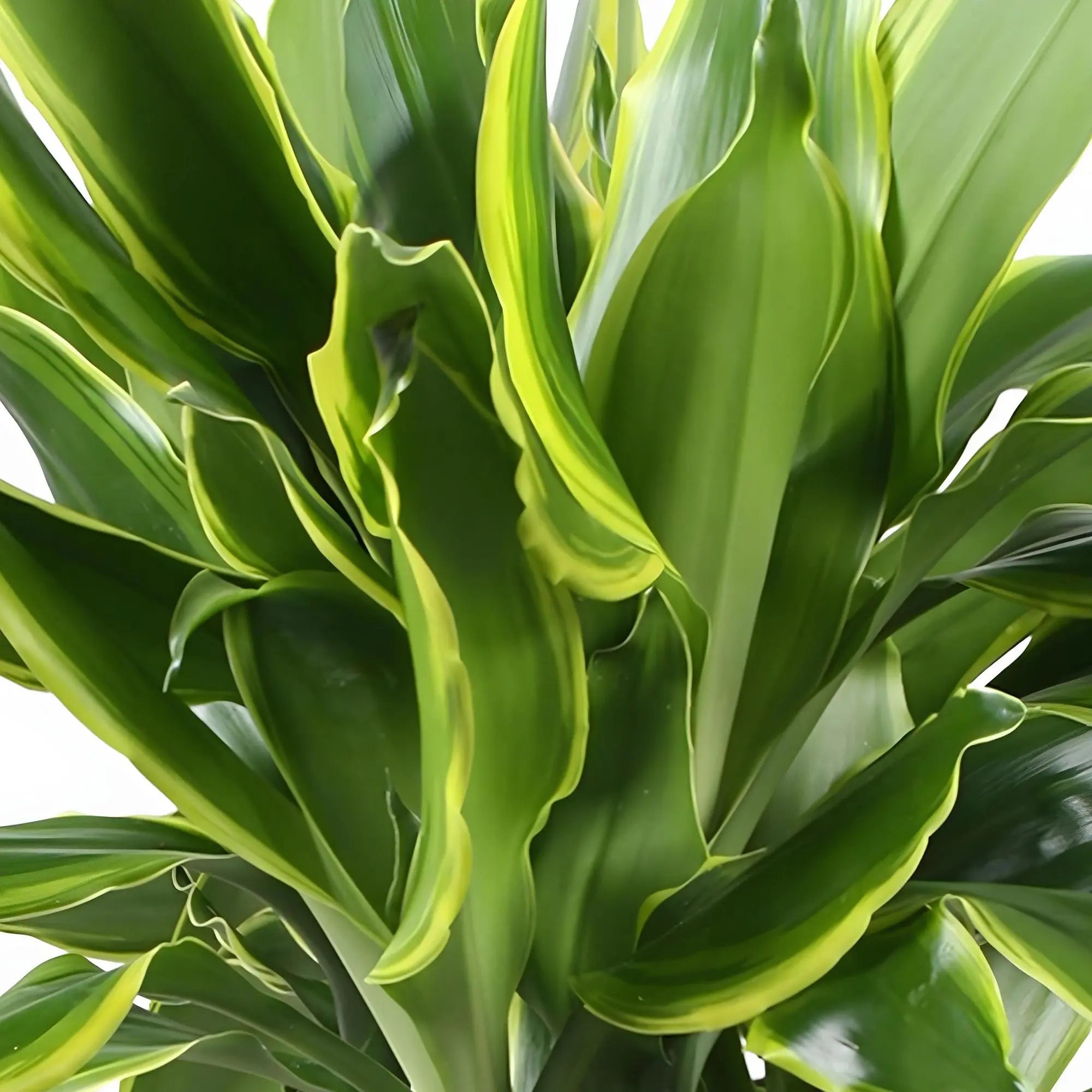 Dracaena fragrans 'Golden Coast' – Der bunte Drachenbaum 🐉💛 - ES+ Everspring