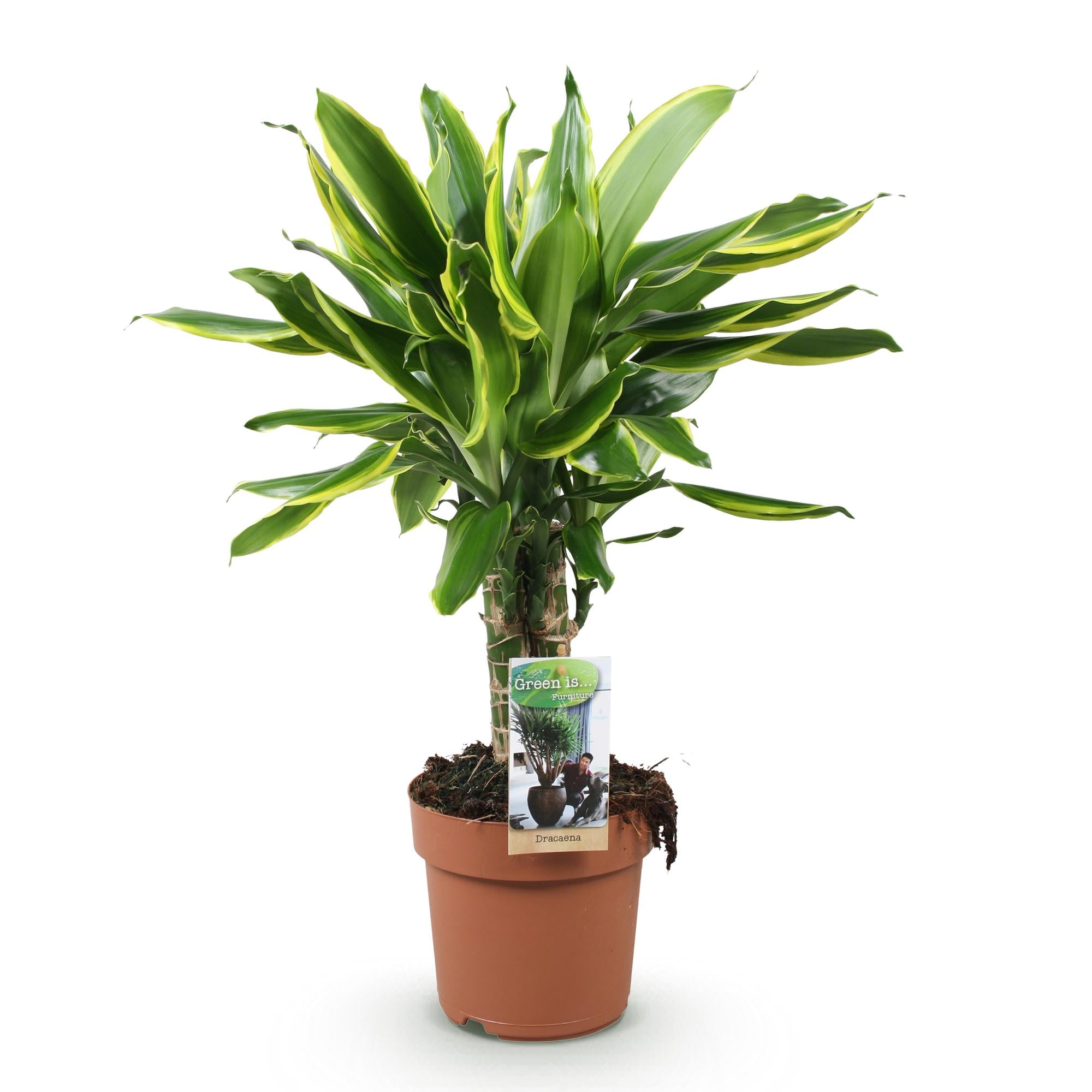 Dracaena fragrans 'Golden Coast' – Der bunte Drachenbaum 🐉💛 - ES+