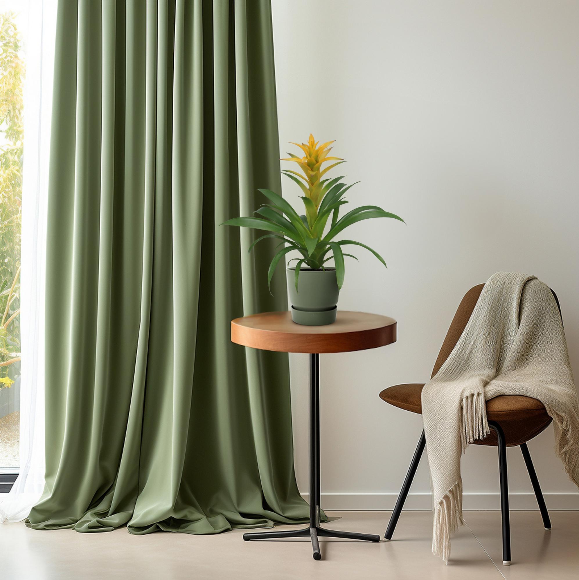 Tropisches Feuerwerk: Guzmania 'Desire' – Die pflegeleichte Bromelie 🔥🍍 - ES+