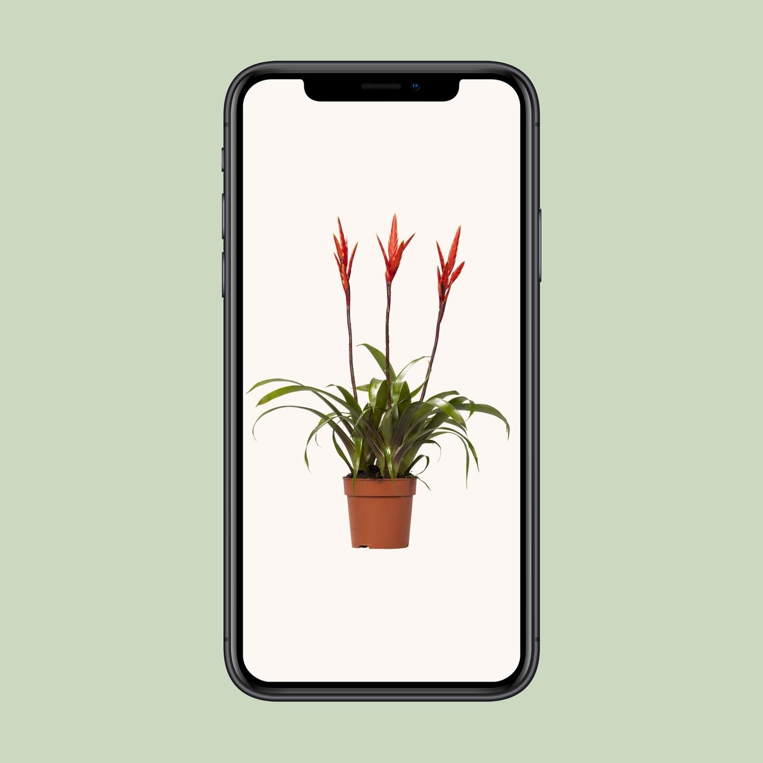 Vriesea Elan Toef – Die leuchtende Zimmerpflanze 🍍💖 - ES+